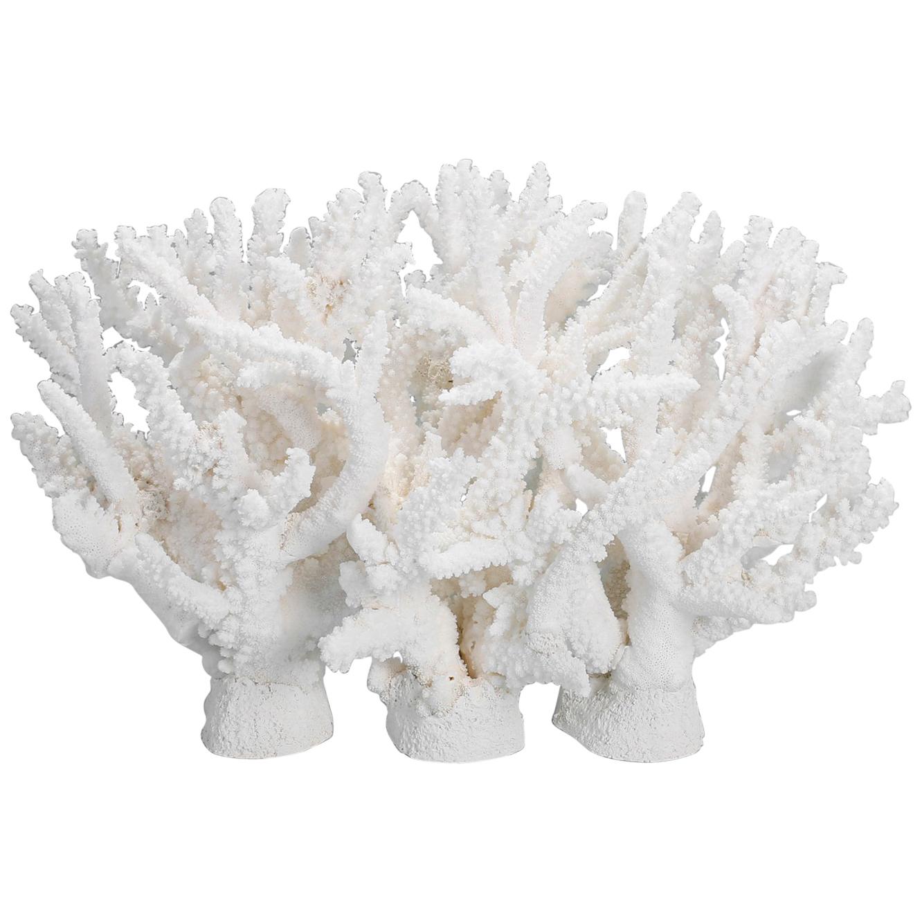 Custom Coral Sculpture or Centerpiece