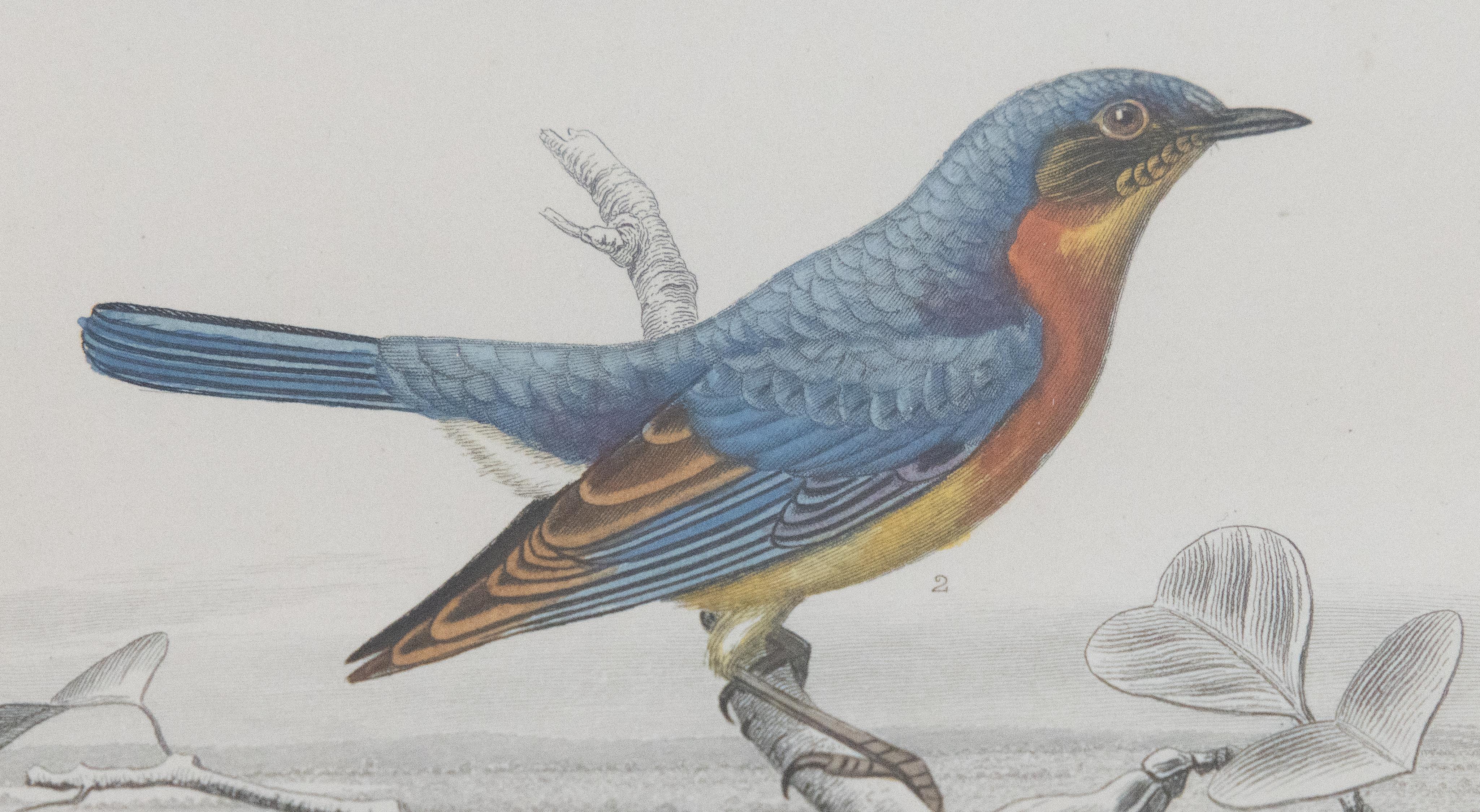 Maßgefertigte gerahmte antike Vogelgravuren – Zweier-Set im Angebot 3