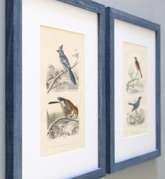 Custom Framed Antique Bird Engravings - Set of Two