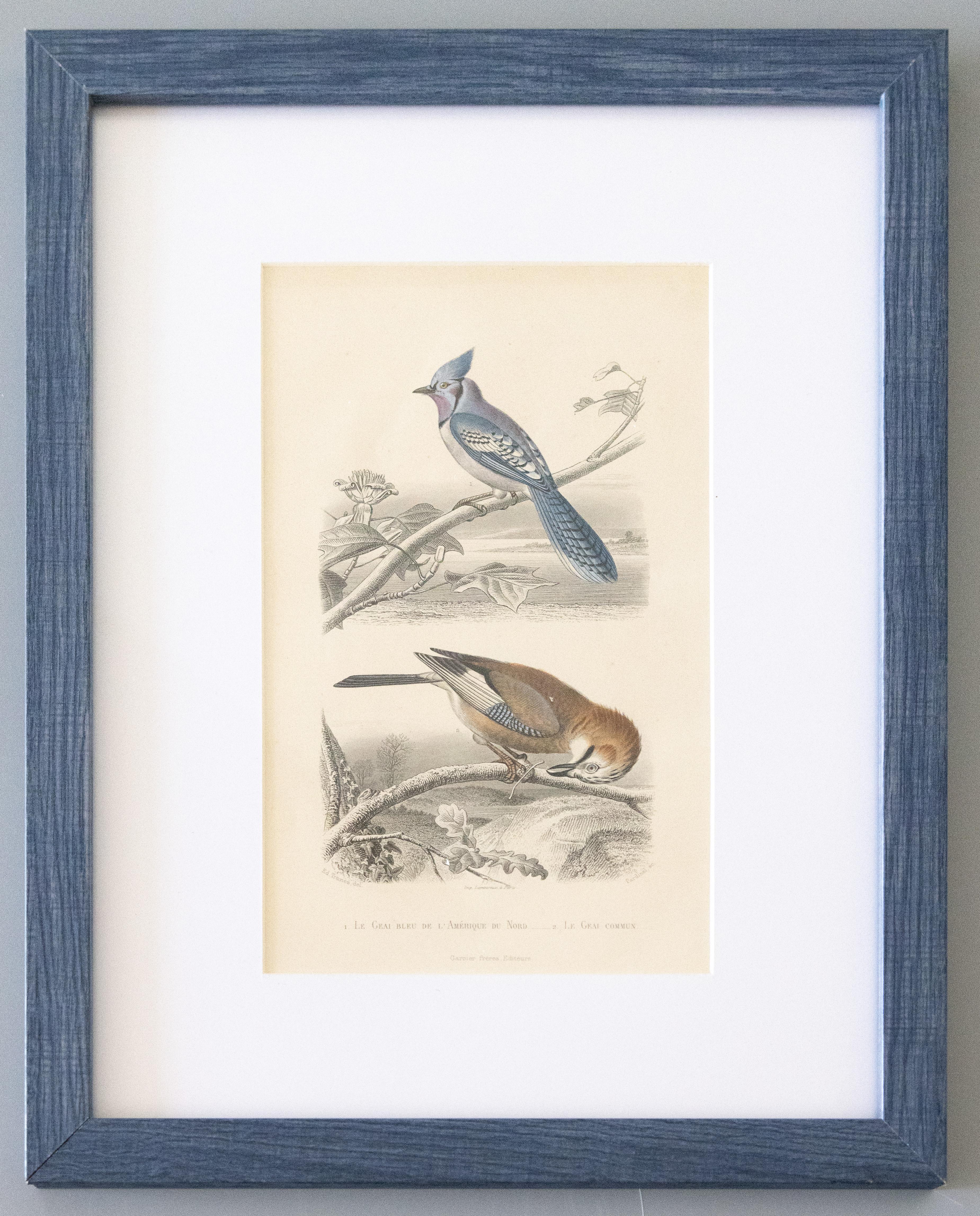 Country Gravures d'oiseaux anciens encadrées sur mesure - Lot de deux en vente