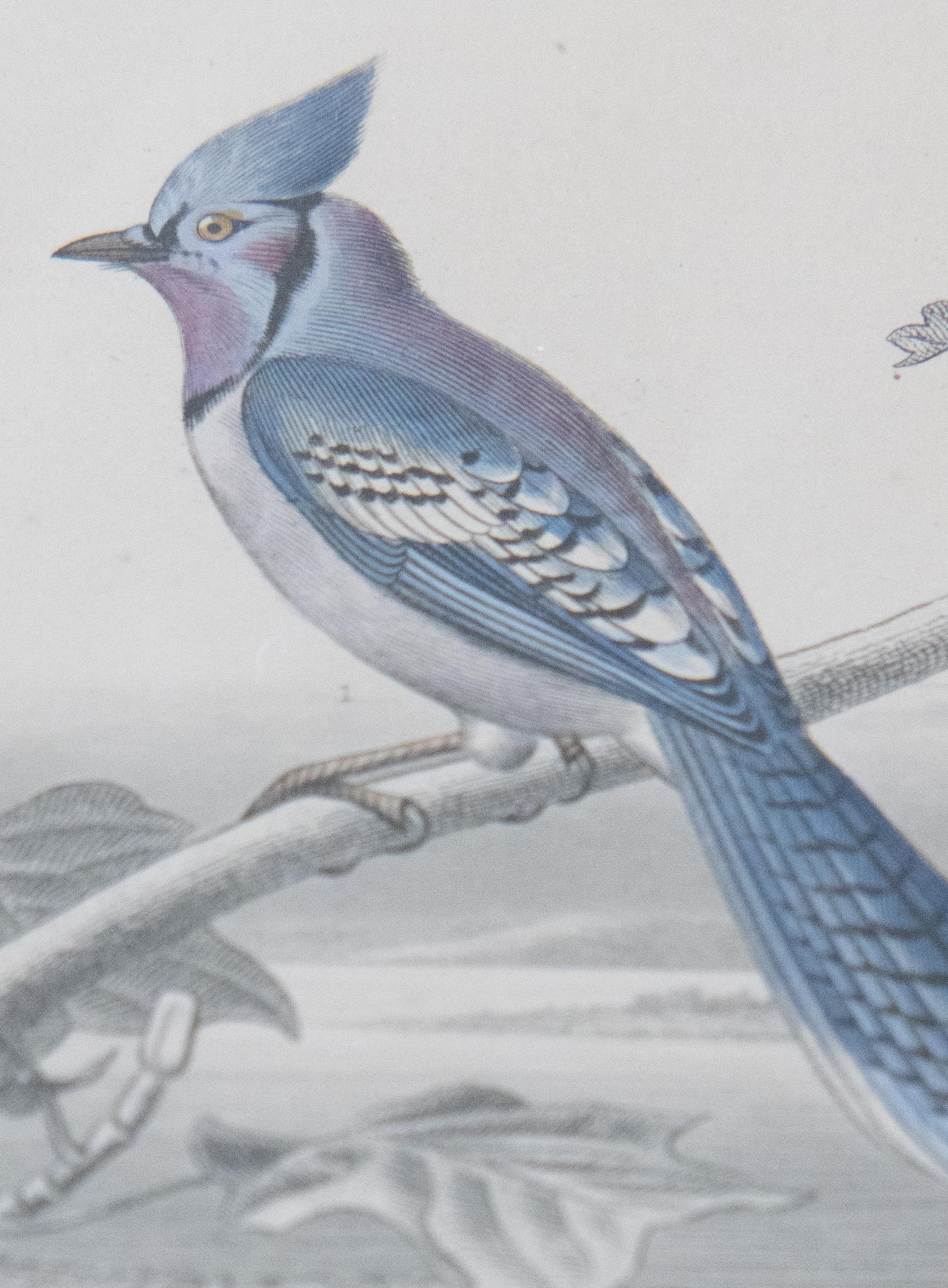 Maßgefertigte gerahmte antike Vogelgravuren – Zweier-Set im Zustand „Gut“ im Angebot in Pearland, TX