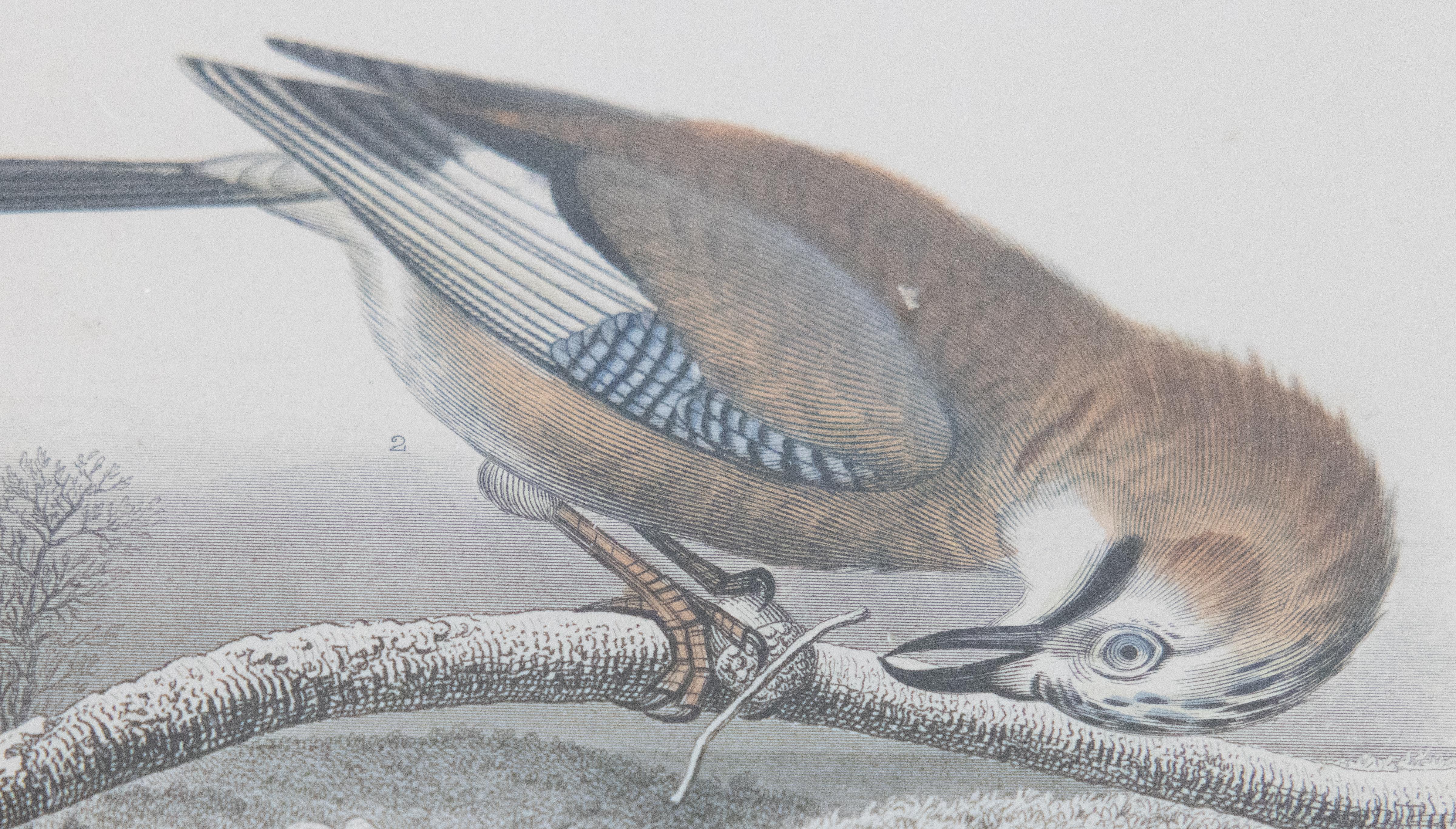 Maßgefertigte gerahmte antike Vogelgravuren – Zweier-Set (Mittleres 19. Jahrhundert) im Angebot