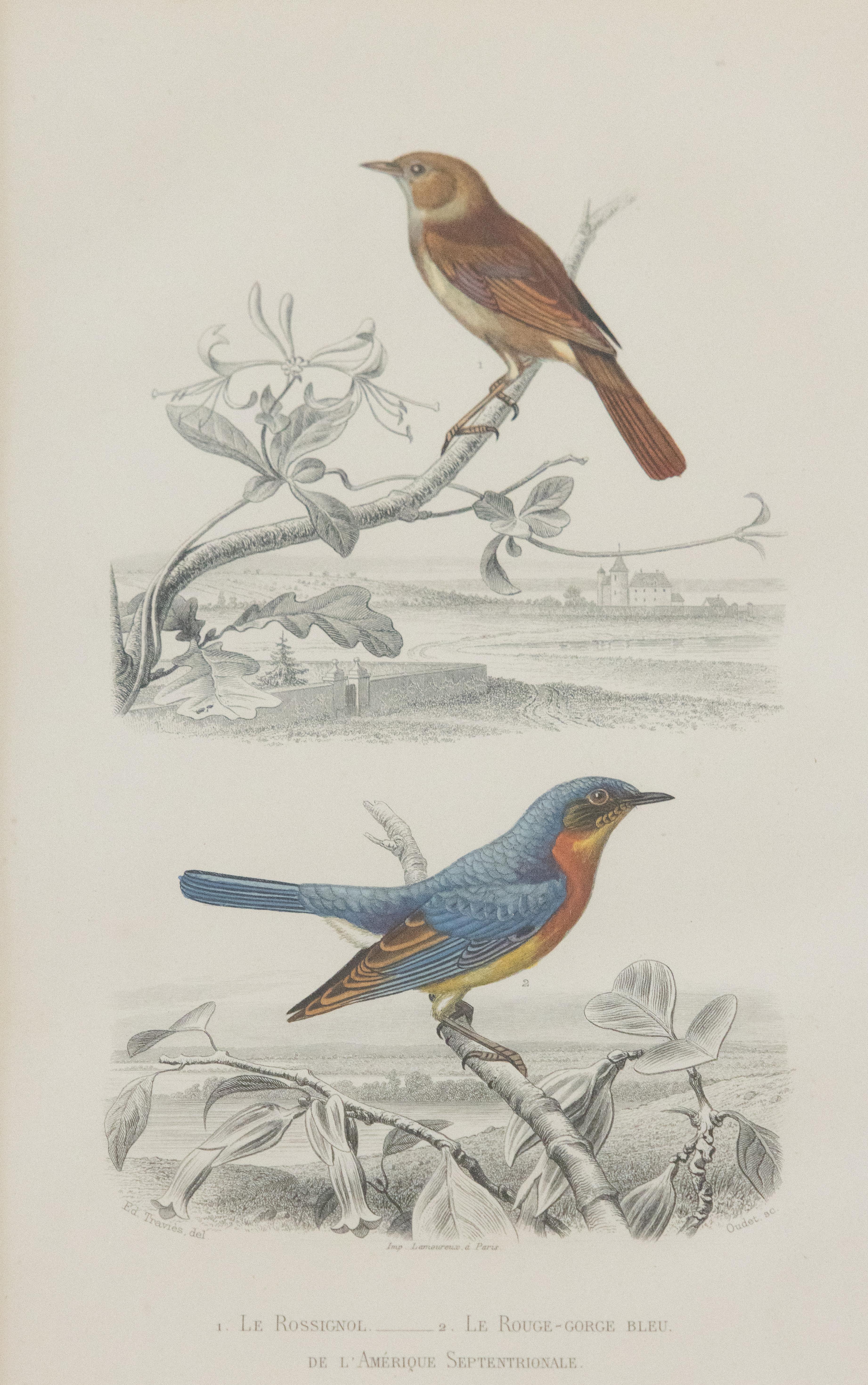 Custom Framed Antique Bird Engravings - Set of Two For Sale 1