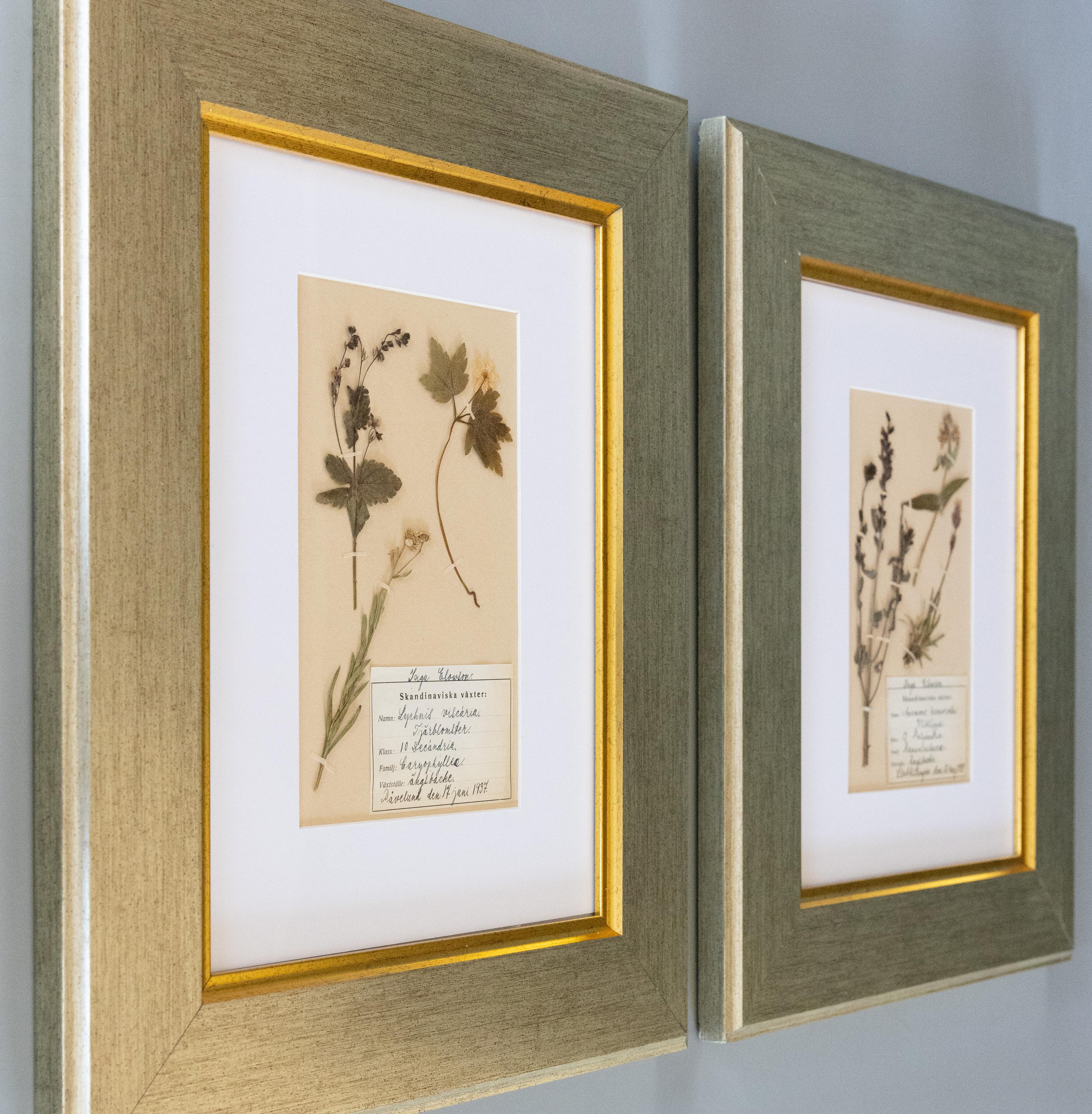 Wonderful custom framed antique herbarium floral specimens, collected in 1937. Handwritten scientific and common names in both Dutch and Latin. Lovely script. Original owner's name on specimen label. Presented in beautiful frames with tones of
