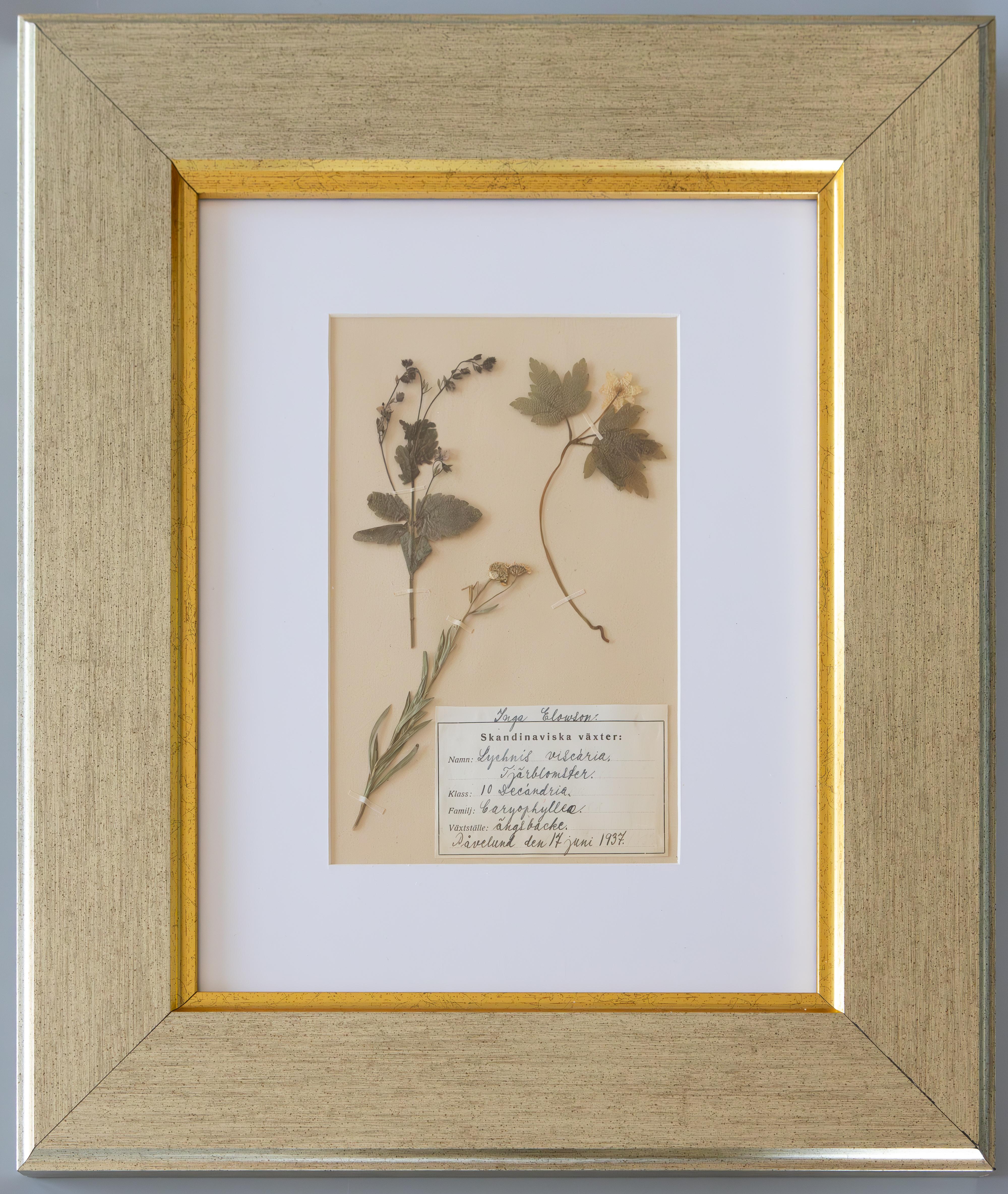 Organic Modern Custom Framed Antique Dutch Herbarium Botanical Specimens - Set of Two For Sale