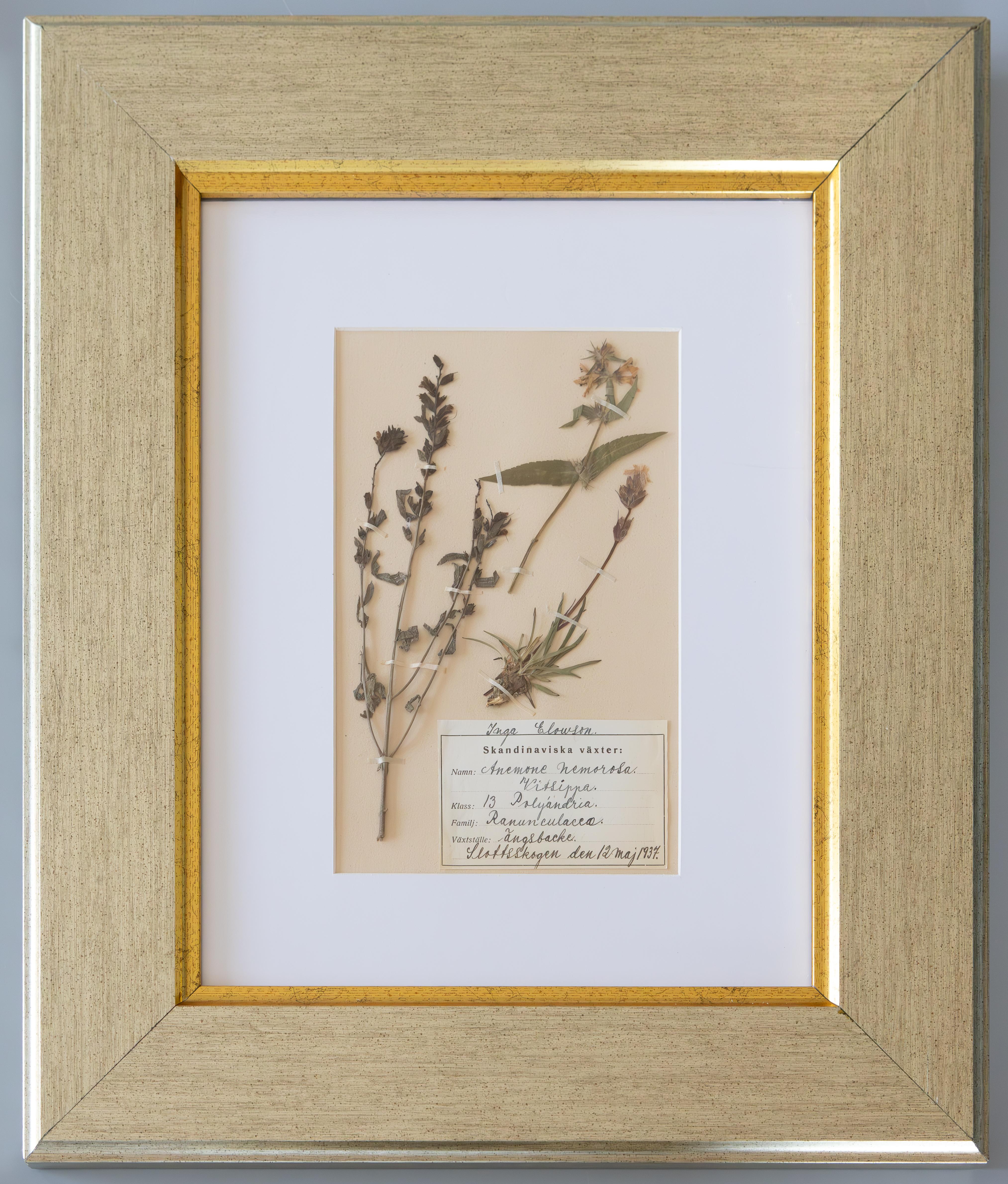 Glass Custom Framed Antique Dutch Herbarium Botanical Specimens - Set of Two For Sale