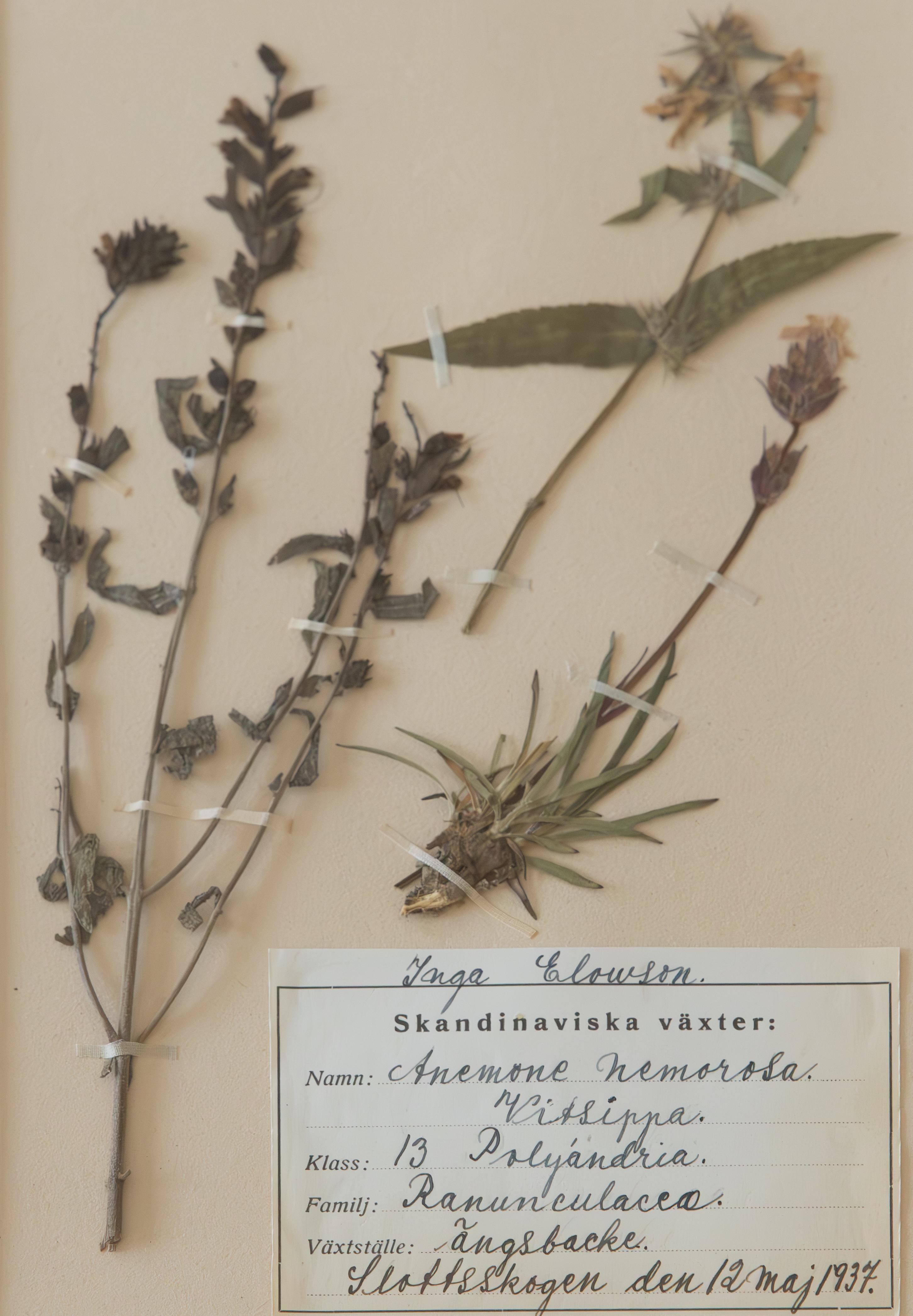 Custom Framed Antique Dutch Herbarium Botanical Specimens - Set of Two For Sale 1