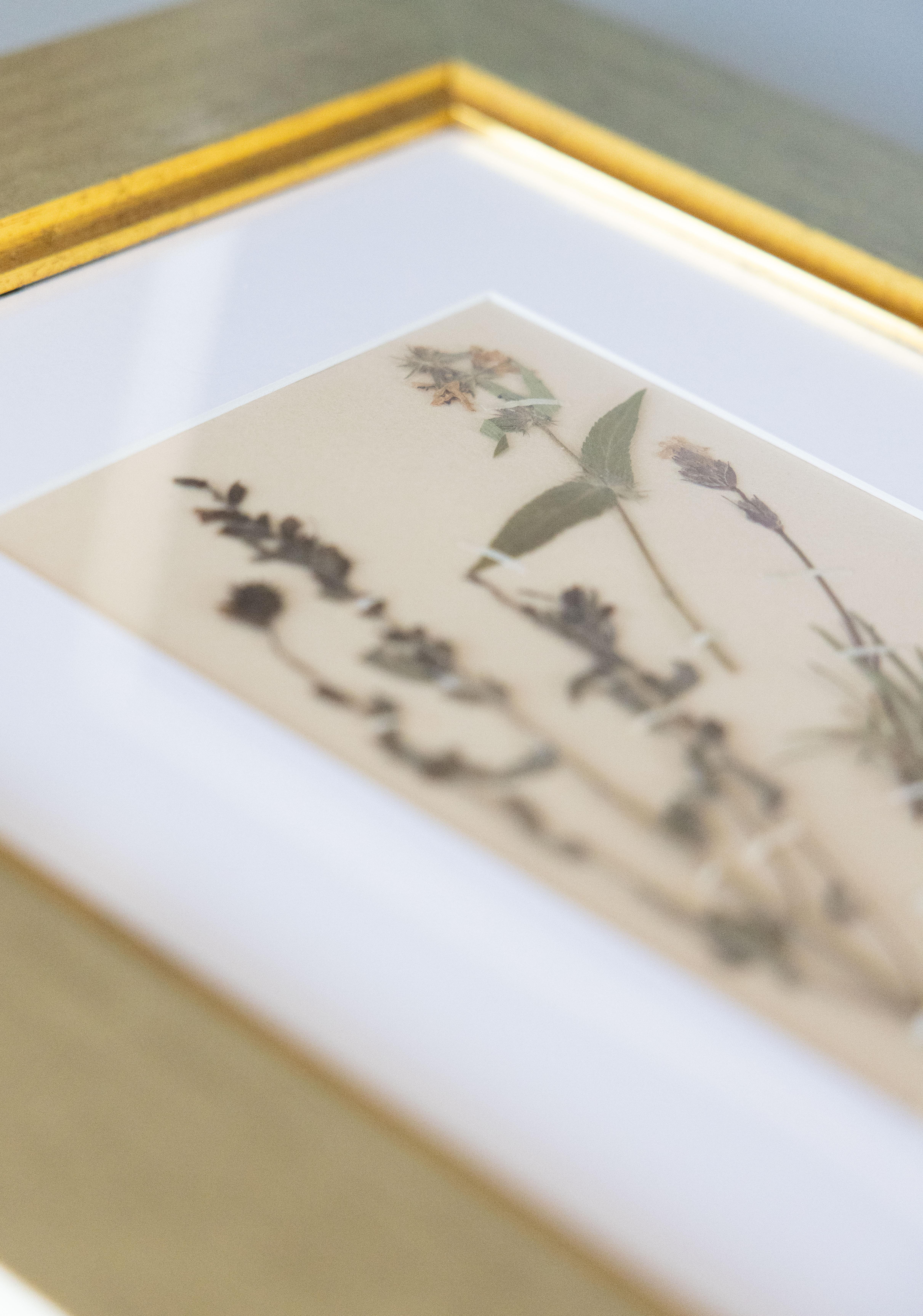 Custom Framed Antique Dutch Herbarium Botanical Specimens - Set of Two For Sale 2