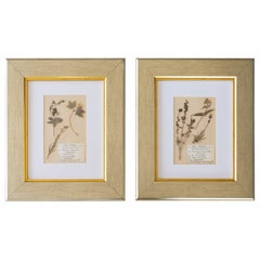 Benutzerdefinierte gerahmte antike niederländische Herbarium botanische Proben - Set von zwei