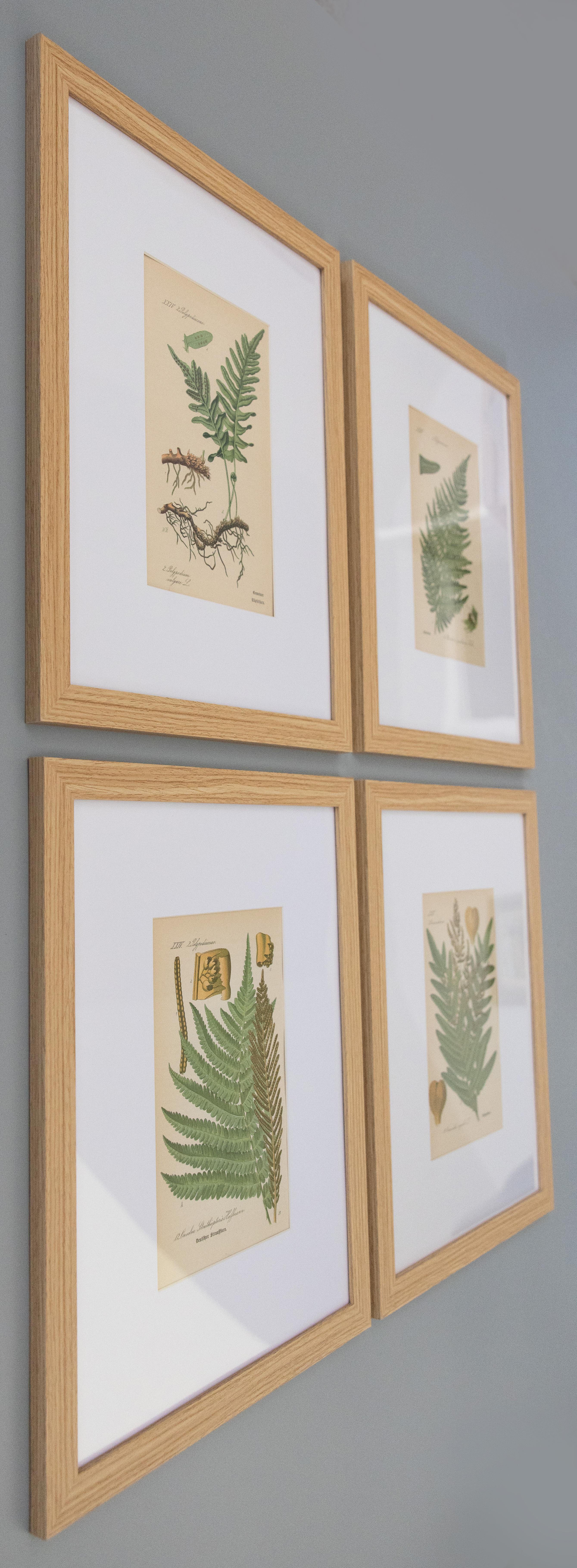 Ravissantes gravures de fougères botaniques du 19e siècle, encadrées sur mesure, tirées de l'ouvrage 