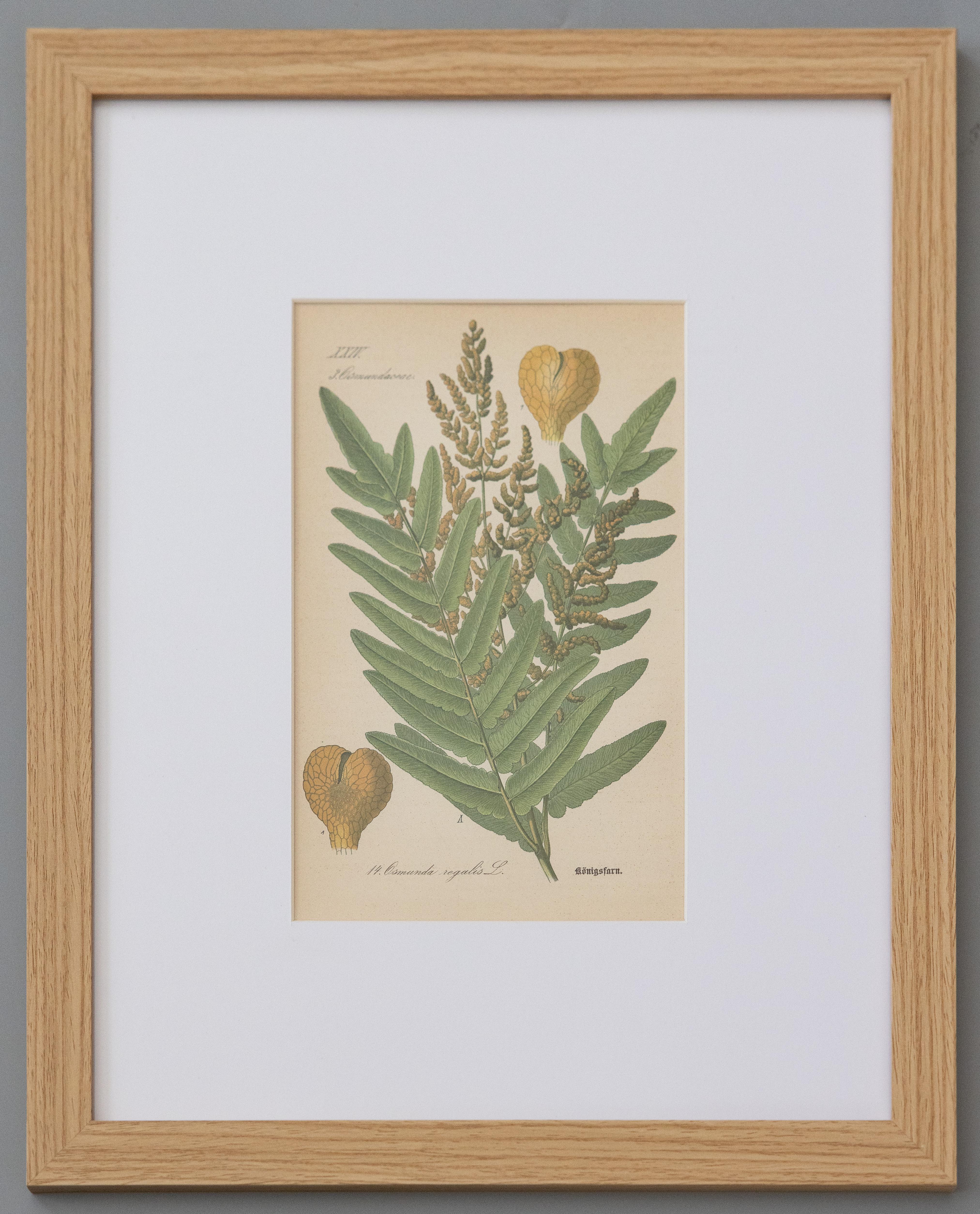 Mid-Century Modern Custom Framed Antique Fern Botanical Engravings - Set of Four For Sale