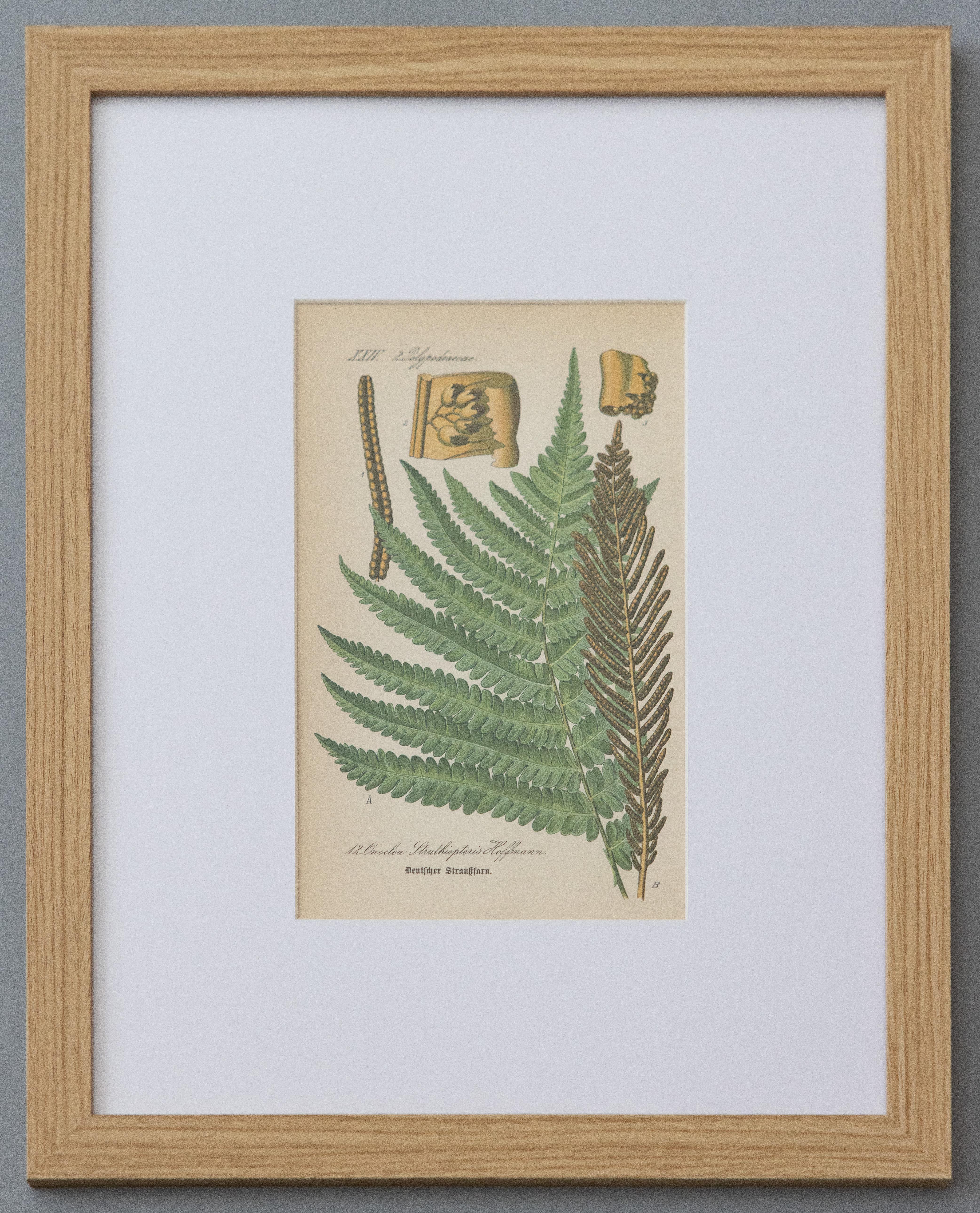 Custom Framed Antique Fern Botanical Engravings - Set of Four In Good Condition For Sale In Pearland, TX