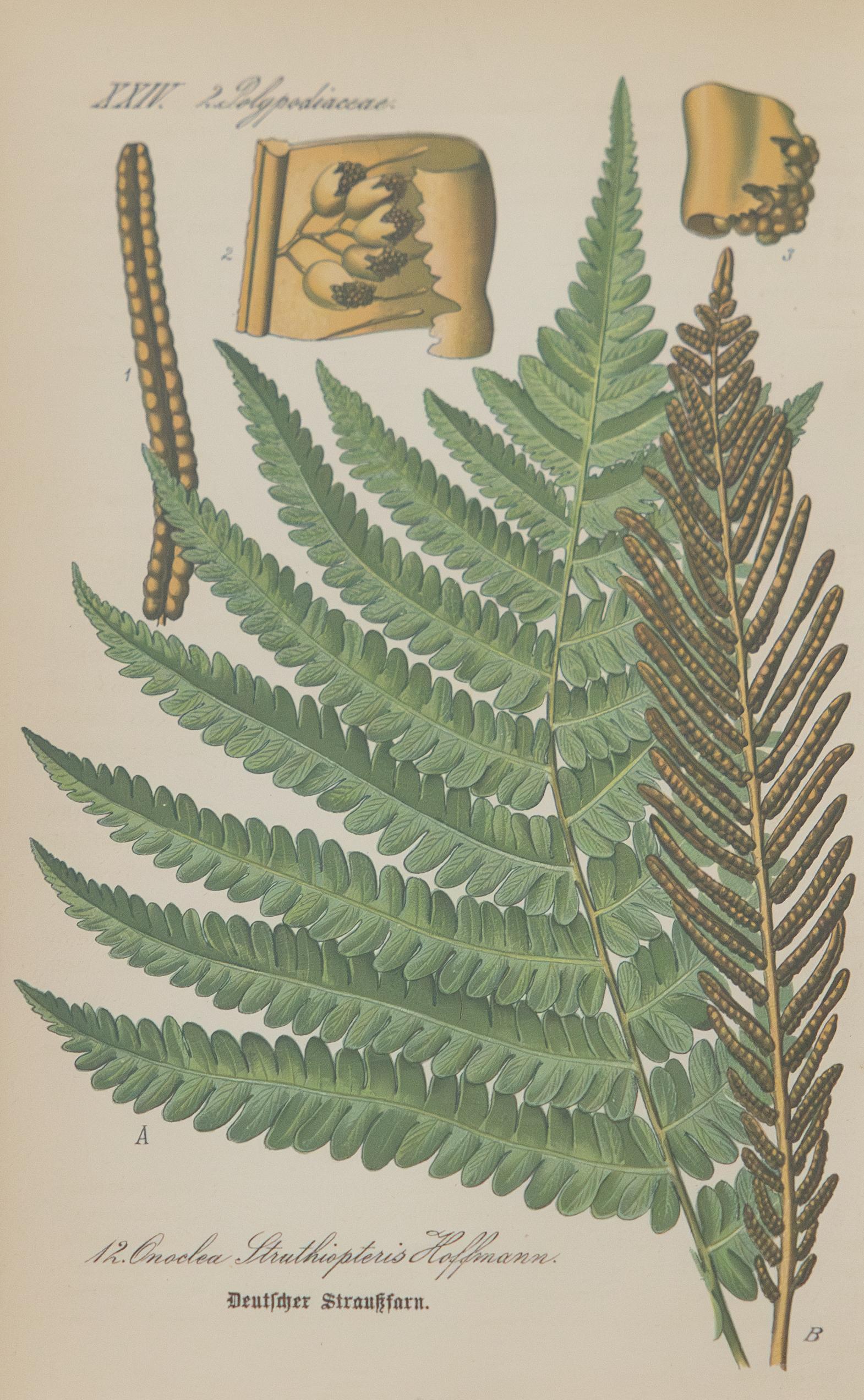 Fin du XIXe siècle Gravures botaniques sur la fougère antique encadrées sur mesure - Lot de quatre en vente