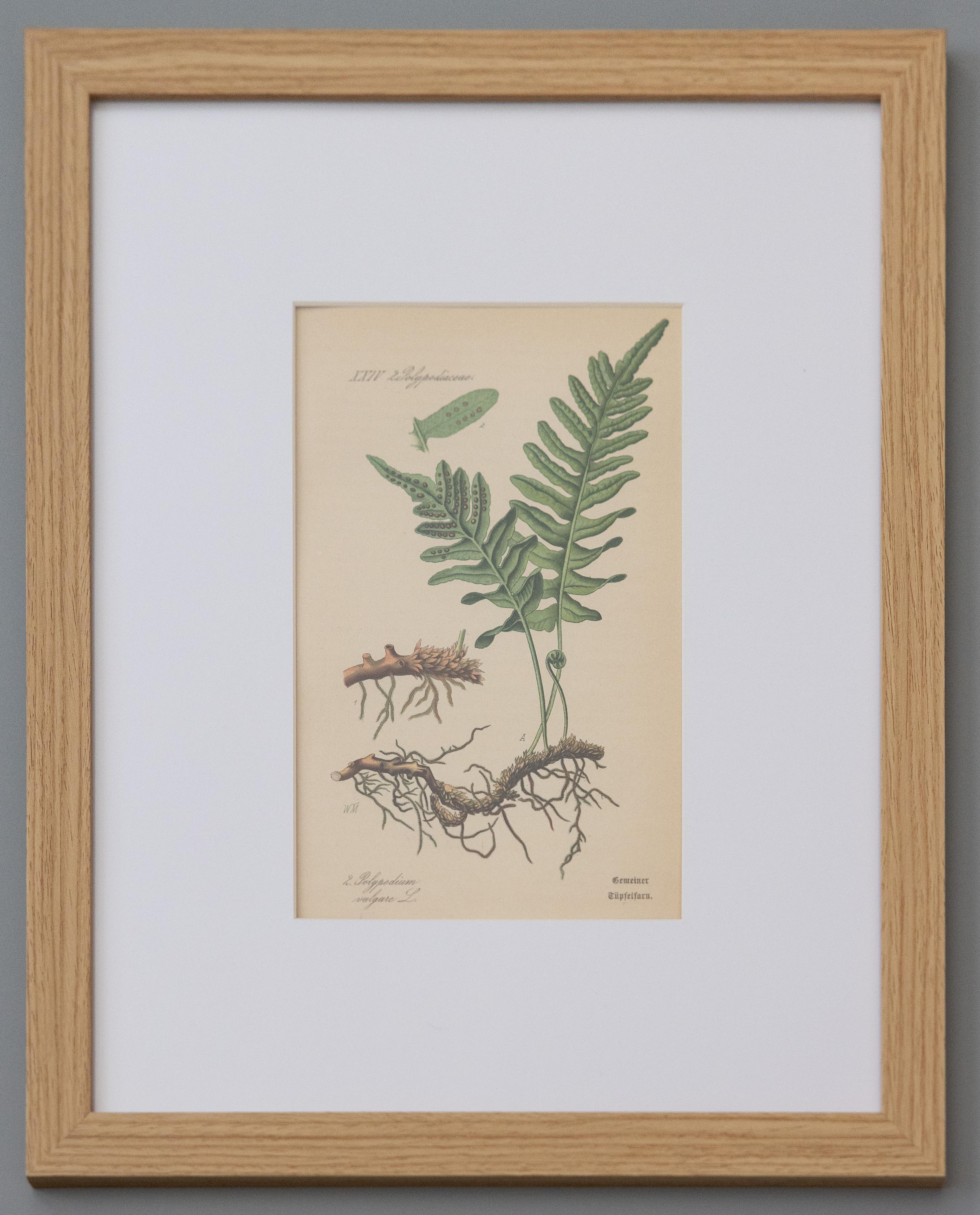 Wood Custom Framed Antique Fern Botanical Engravings - Set of Four For Sale