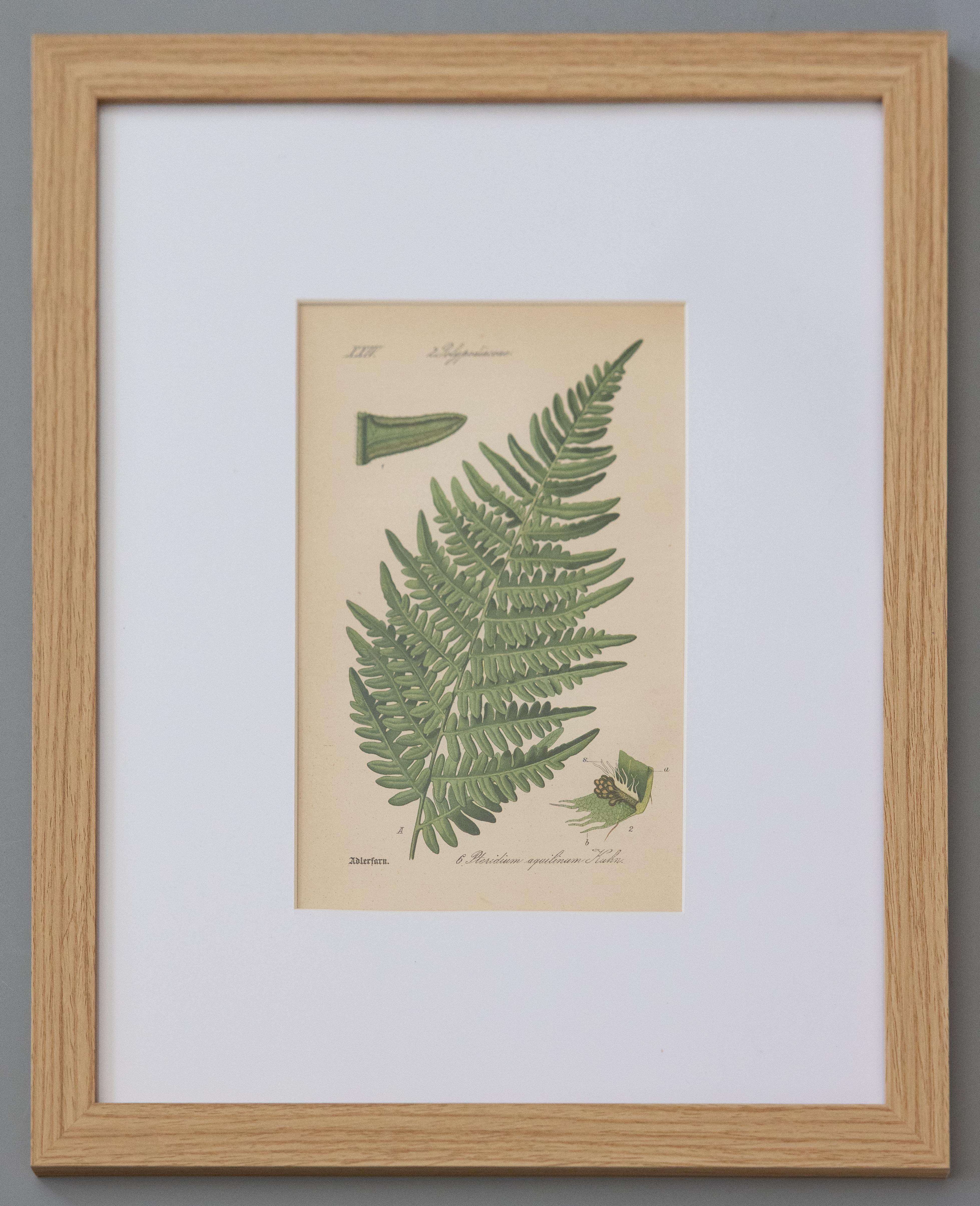 Custom Framed Antique Fern Botanical Engravings - Set of Four For Sale 2