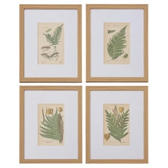 Custom Framed Antique Fern Botanical Engravings - Set of Four