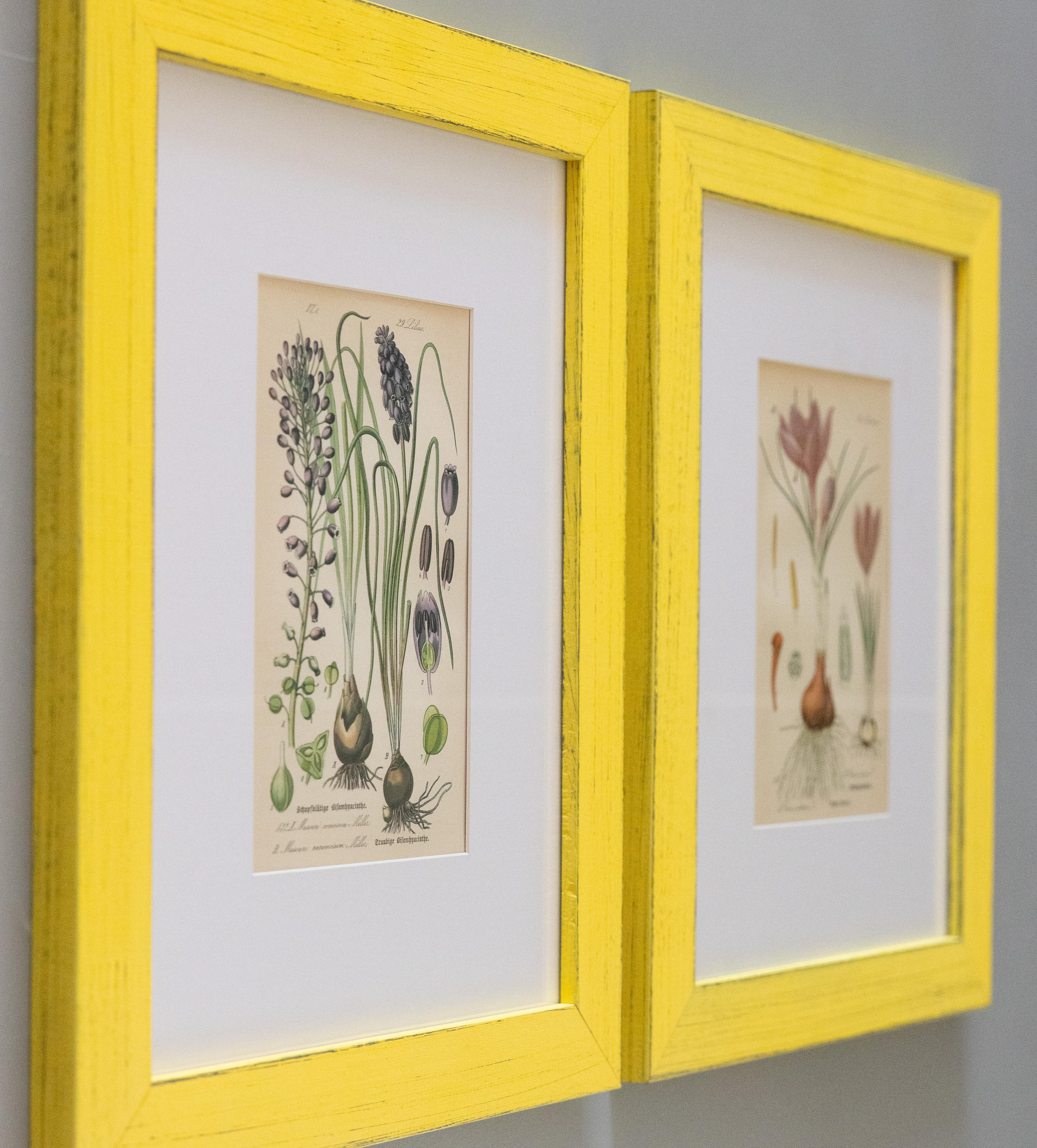 Vibrant custom framed 19th century floral botanical engravings from Prof. Dr. Otto Wilhelm Thome's 