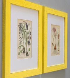 Custom Framed Antique Floral Botanical Engravings - Set of Two