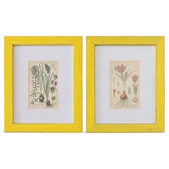Custom Framed Antique Floral Botanical Engravings - Set of Two