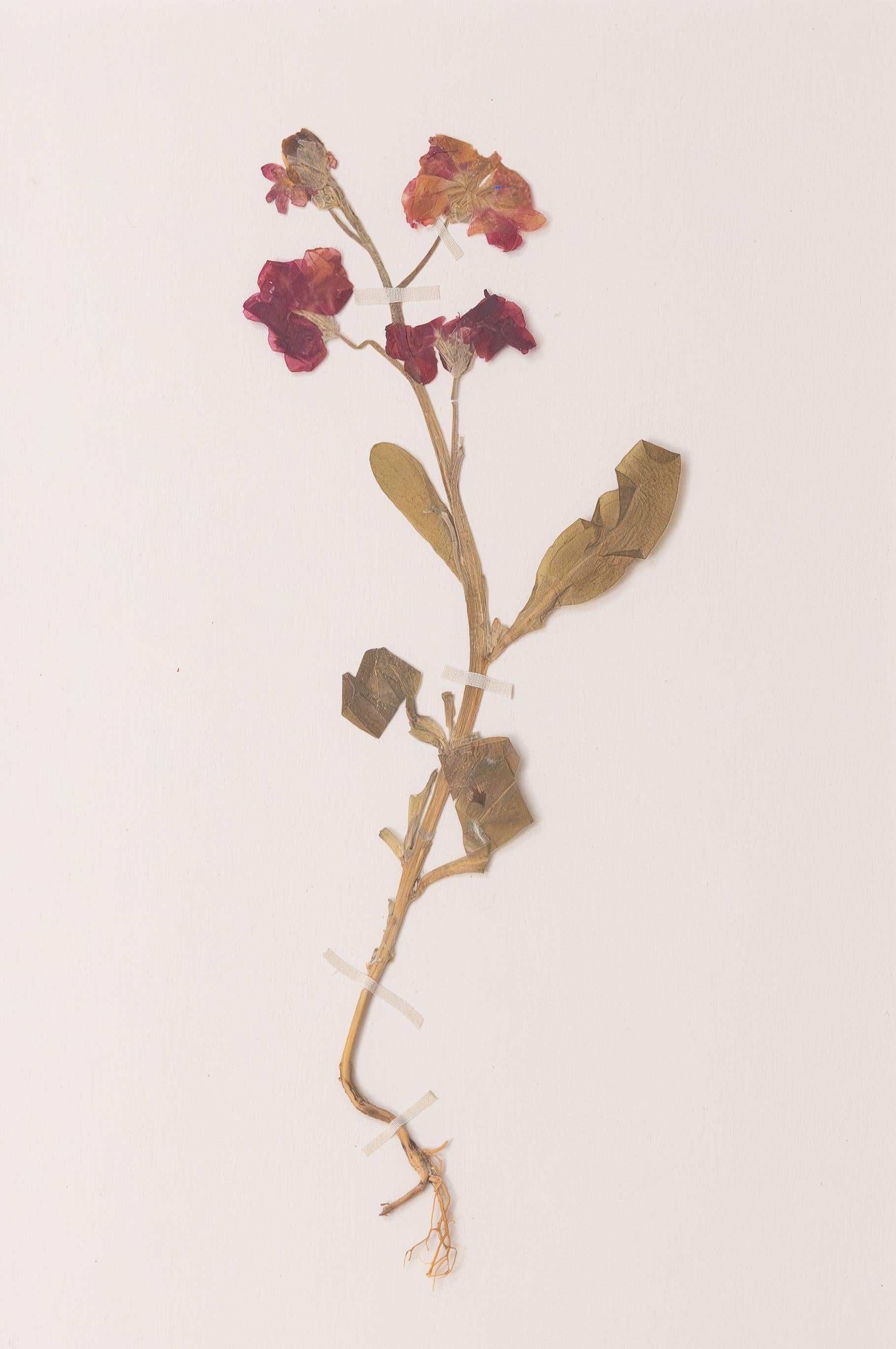 Maßgefertigte gerahmte antike deutsche Botanische Exemplare des Herbariums (Set von 4) im Angebot 2