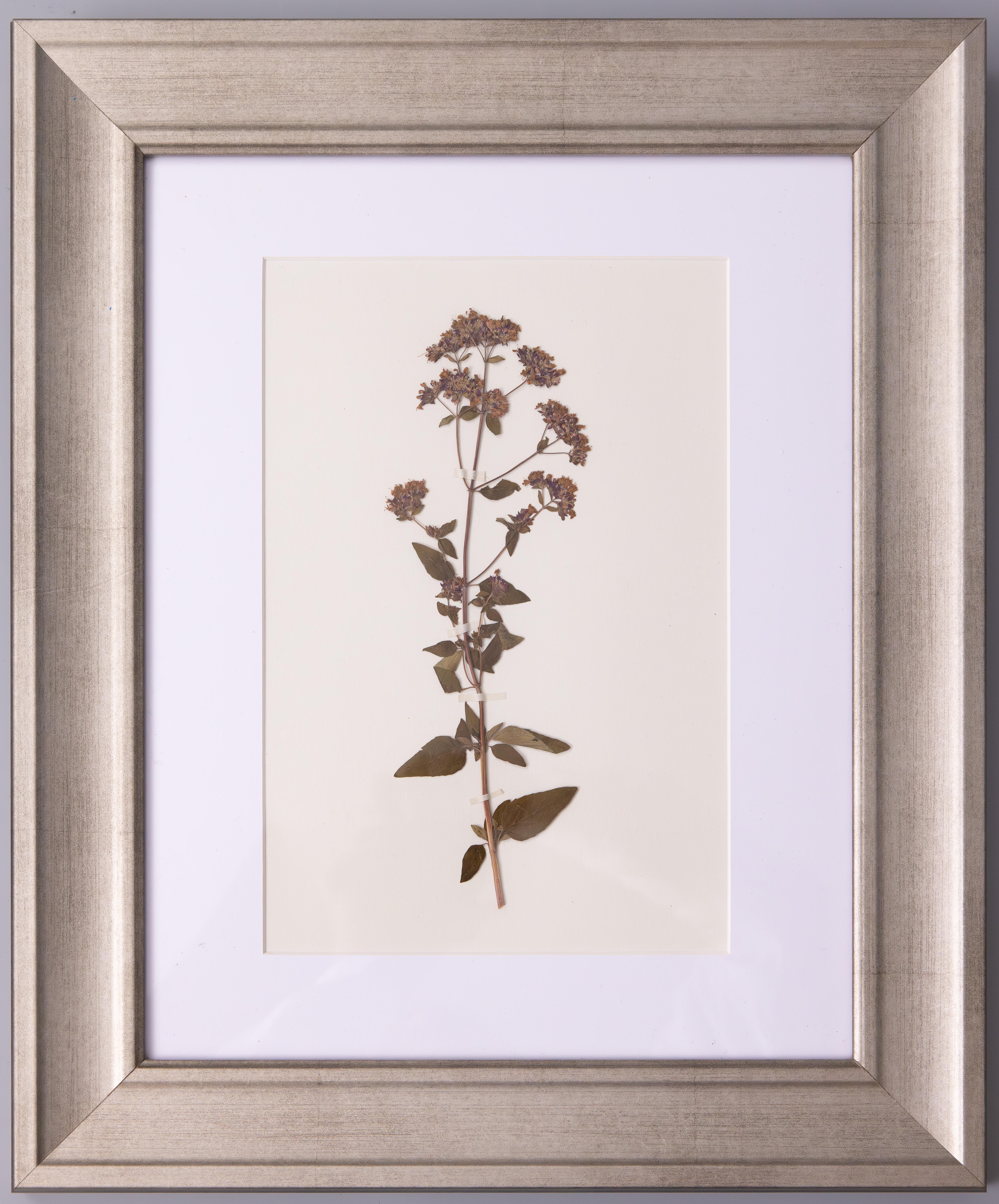 Custom Framed Antique German Herbarium Botanical Specimens (Set of 4) In Good Condition For Sale In Pearland, TX