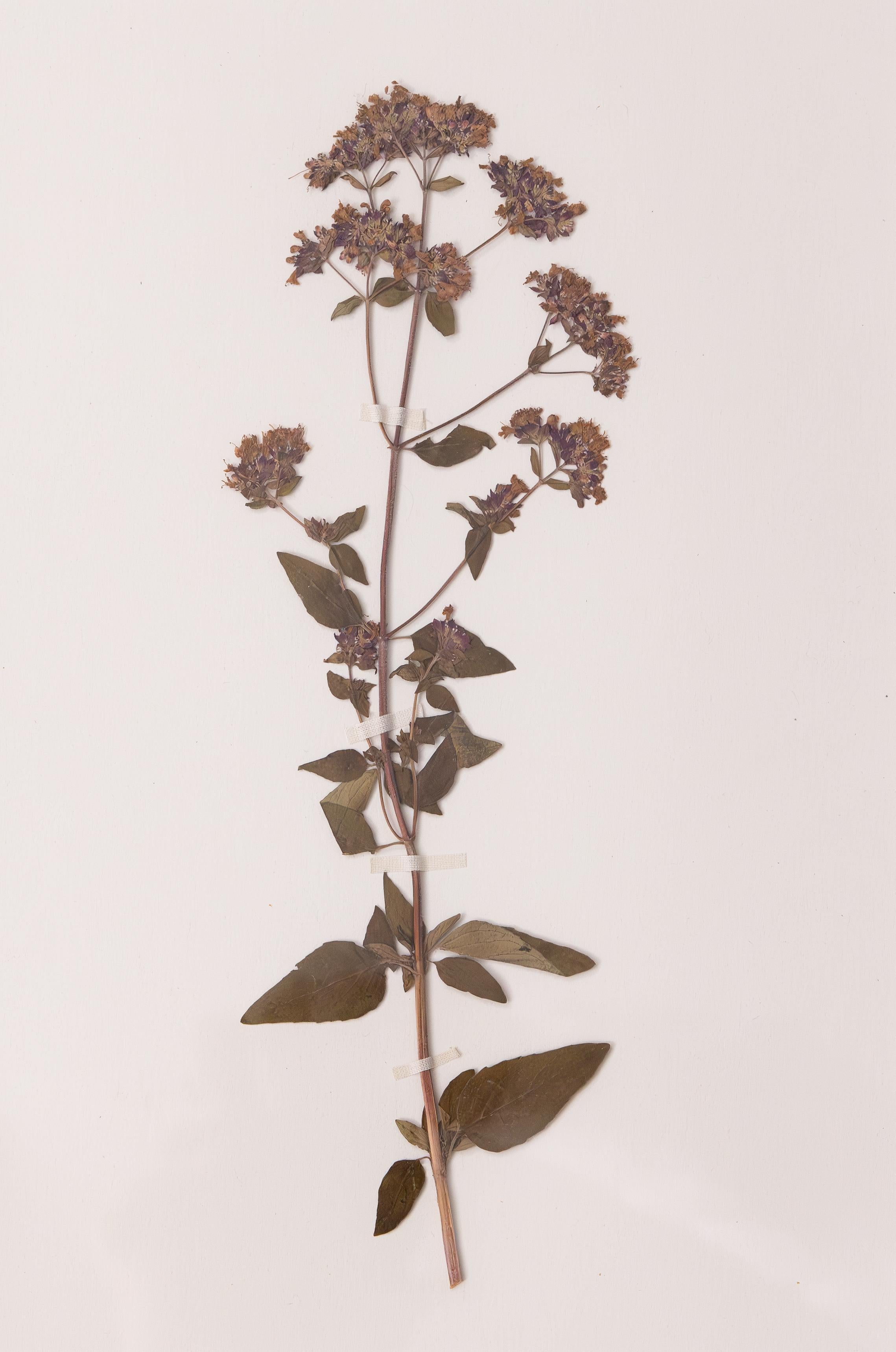 Maßgefertigte gerahmte antike deutsche Botanische Exemplare des Herbariums (Set von 4) im Zustand „Gut“ im Angebot in Pearland, TX