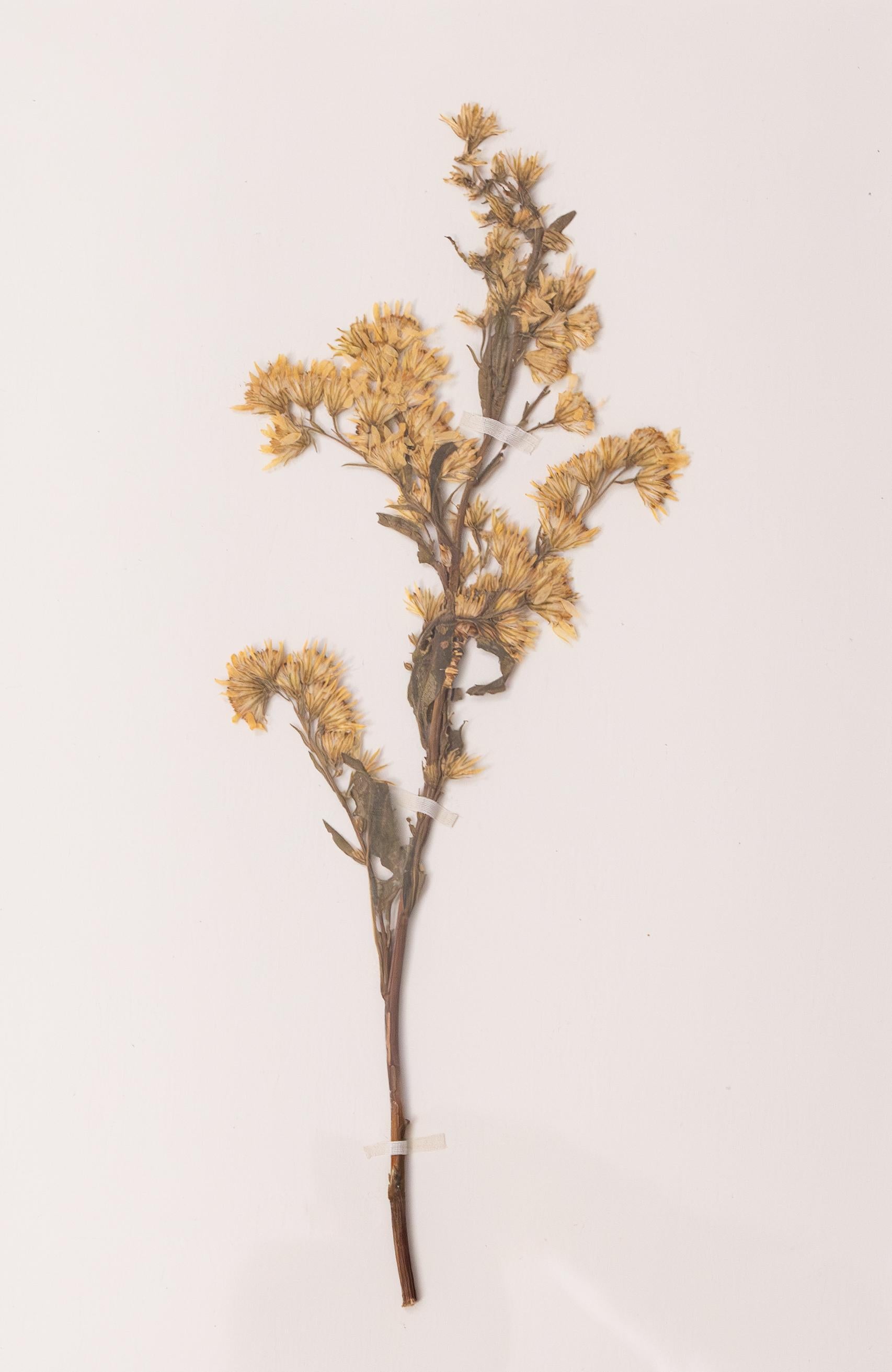 Custom Framed Antique German Herbarium Botanical Specimens (Set of 4) For Sale 1