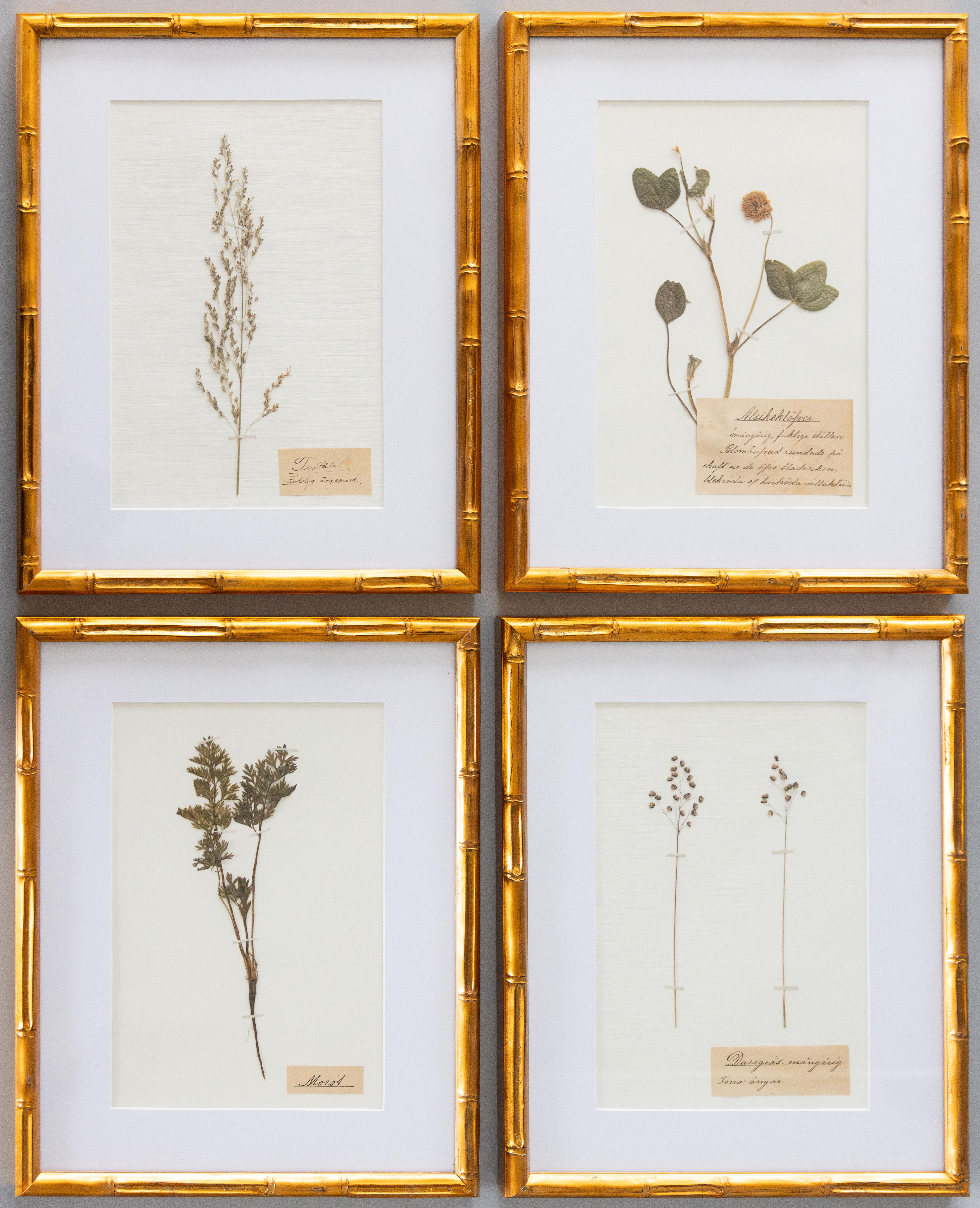 Set di 4 esemplari botanici dell'antico erbario svedese incorniciati su misura, circa 1890 2