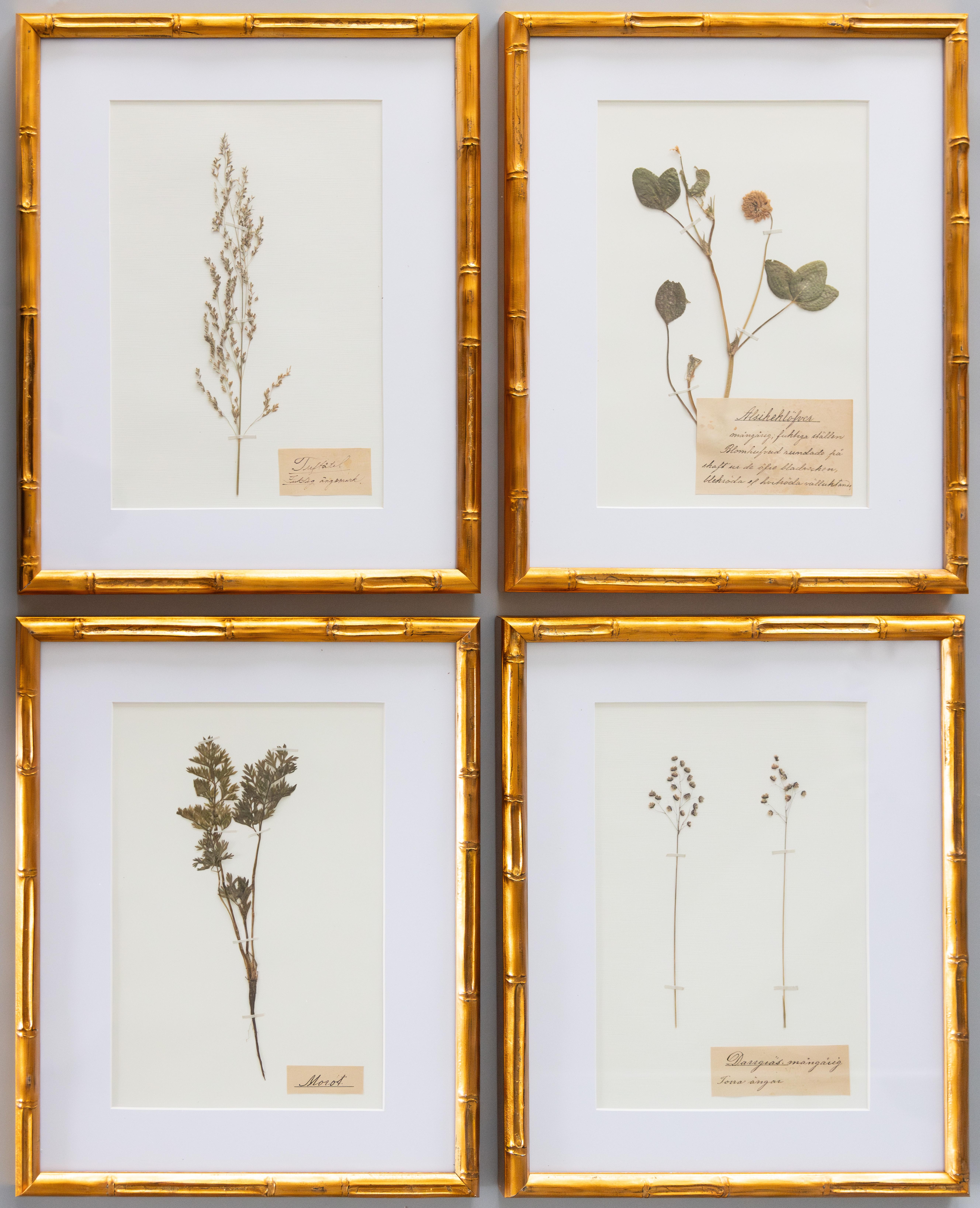 Set of 4 Custom Framed Antique Swedish Herbarium Botanical Specimens, circa 1890 For Sale 5