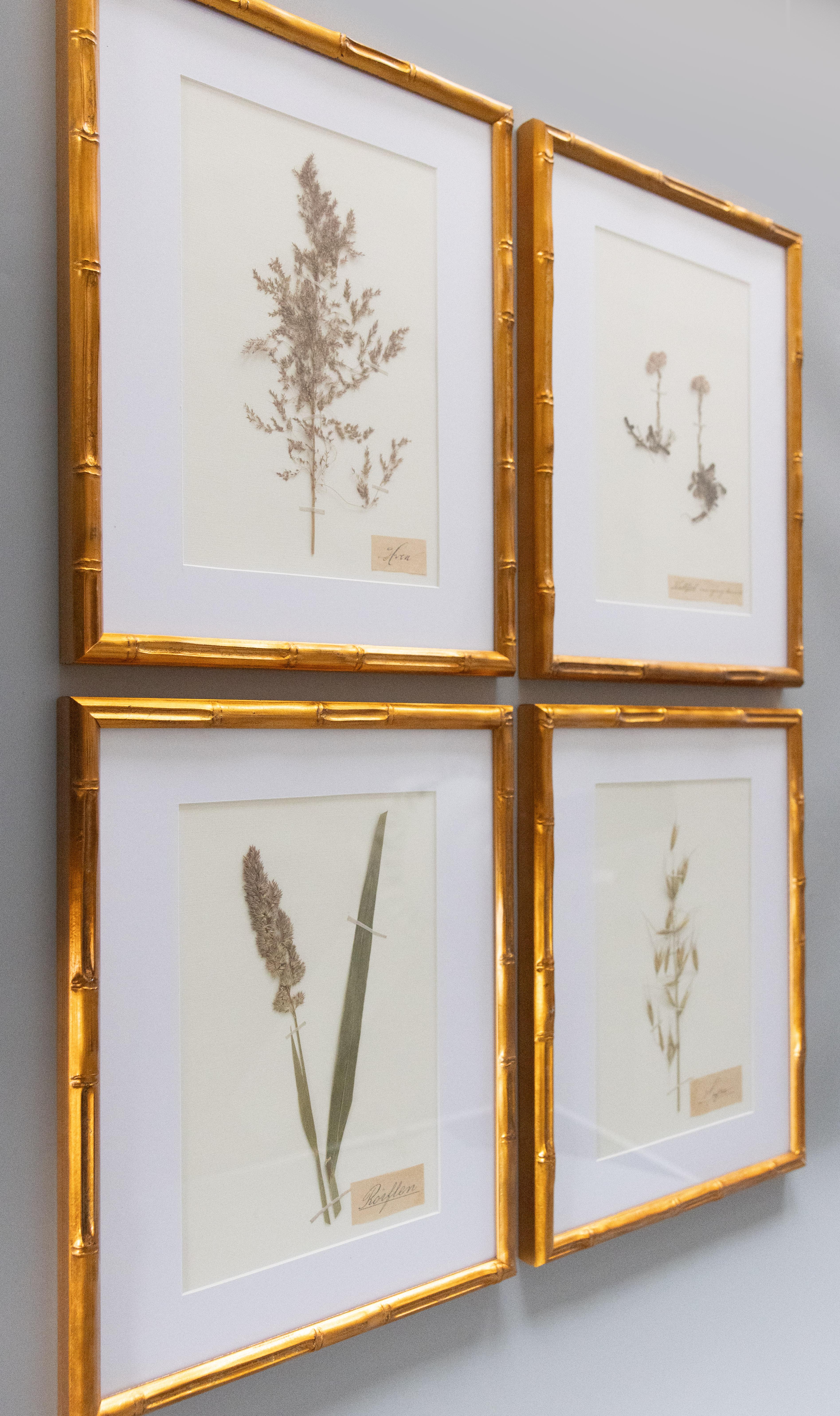 Beautiful custom framed antique herbarium floral specimens, collected circa 1890. Handwritten names in lovely Swedish script. Specimens include cat's foot, wild oat, and others. Presented in faux bamboo gold frames, custom matted.