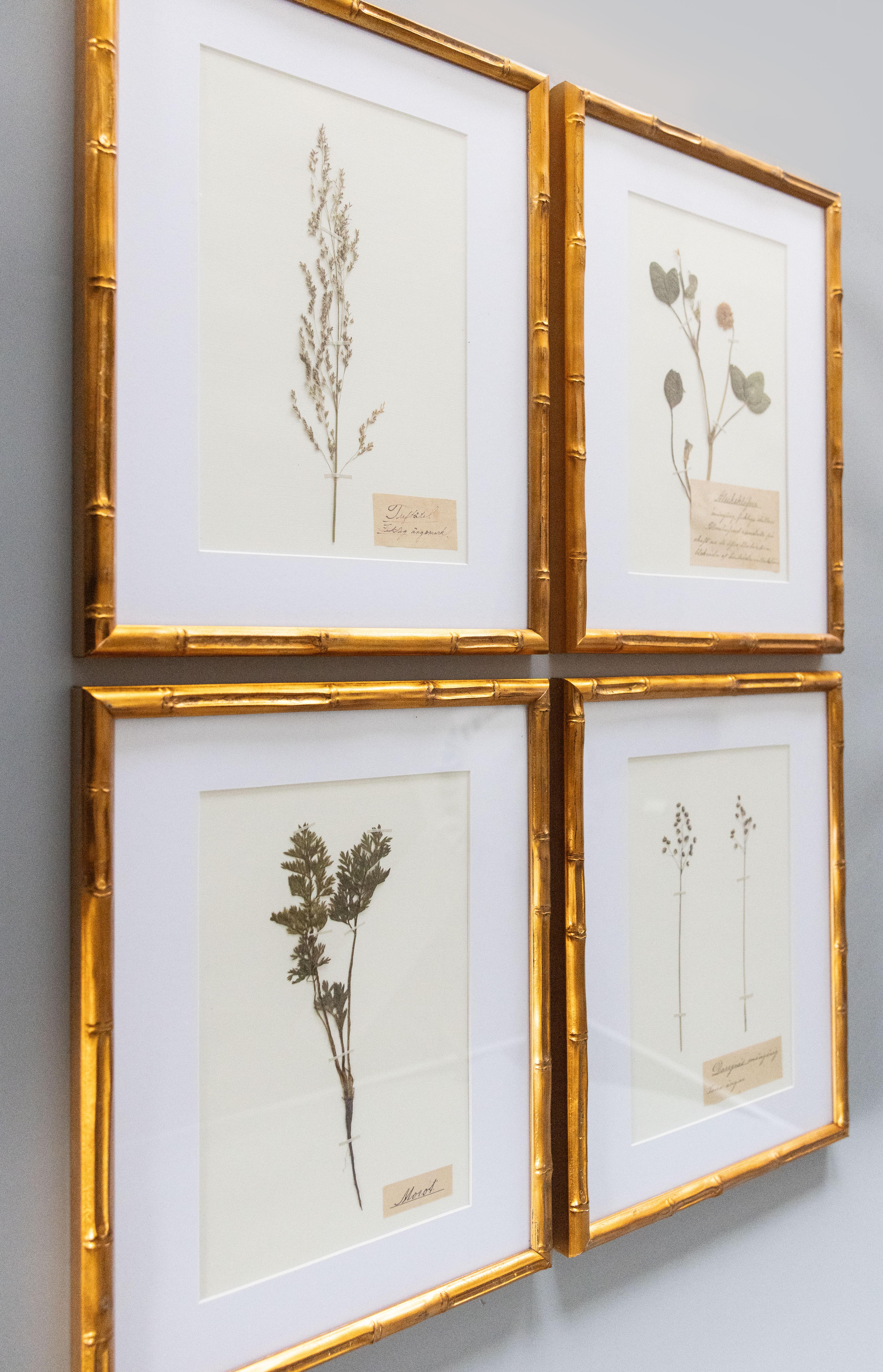 Schöne gerahmte antike Herbarium Blumenproben, um 1890 gesammelt. Handgeschriebene Namen in schöner schwedischer Schrift. Zu den Exemplaren gehören wilde Möhren, mehrjährige Zahnbürstenpflanzen, Weißklee und Espengras, die in Goldrahmen aus