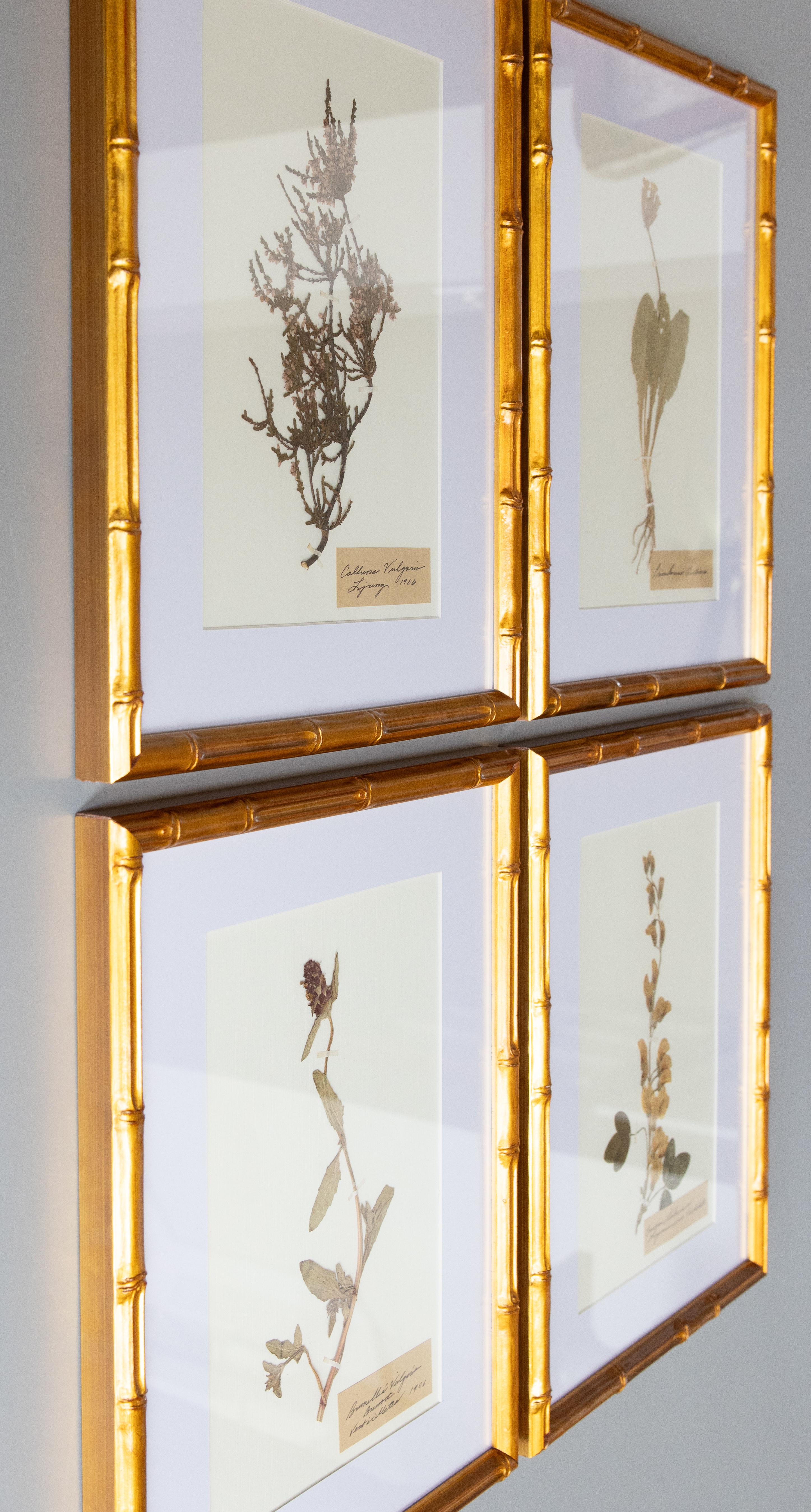 Bellissimi esemplari floreali d'erbario antichi incorniciati, raccolti nel 1906. Nomi scientifici e comuni latini scritti a mano in bella grafia. Gli esemplari includono erica di Scozia, cocciniglia, doccia d'oro e erba di mare. Presentati in