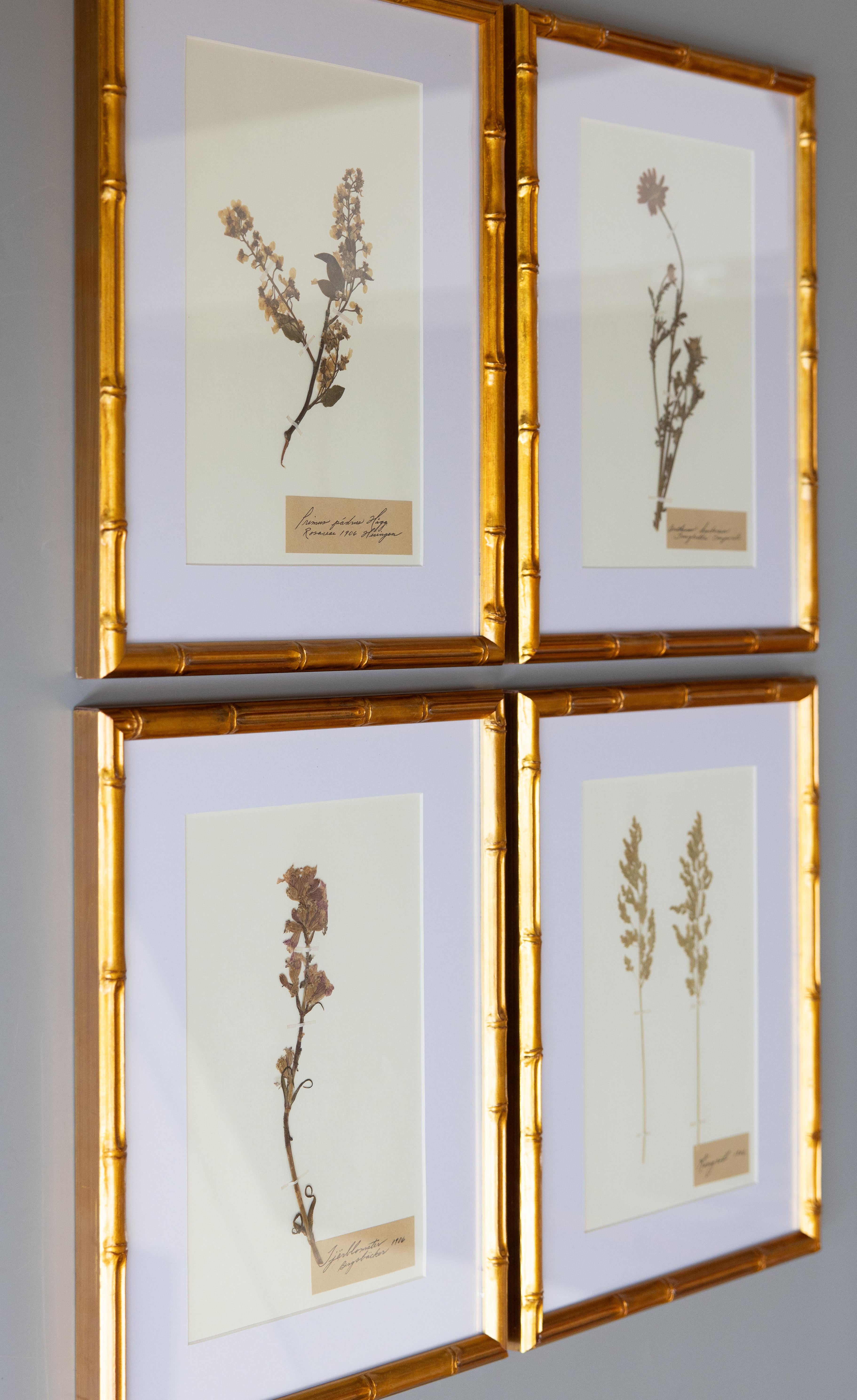 Bellissimi esemplari floreali d'erbario antichi incorniciati, raccolti nel 1906. Nomi scientifici e comuni latini scritti a mano in bella grafia. Gli esemplari includono rosa, camomilla e fiore di catrame. Presentati in cornici dorate in finto