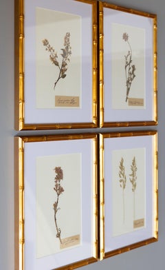 Custom Framed Antique Herbarium Botanical Specimens