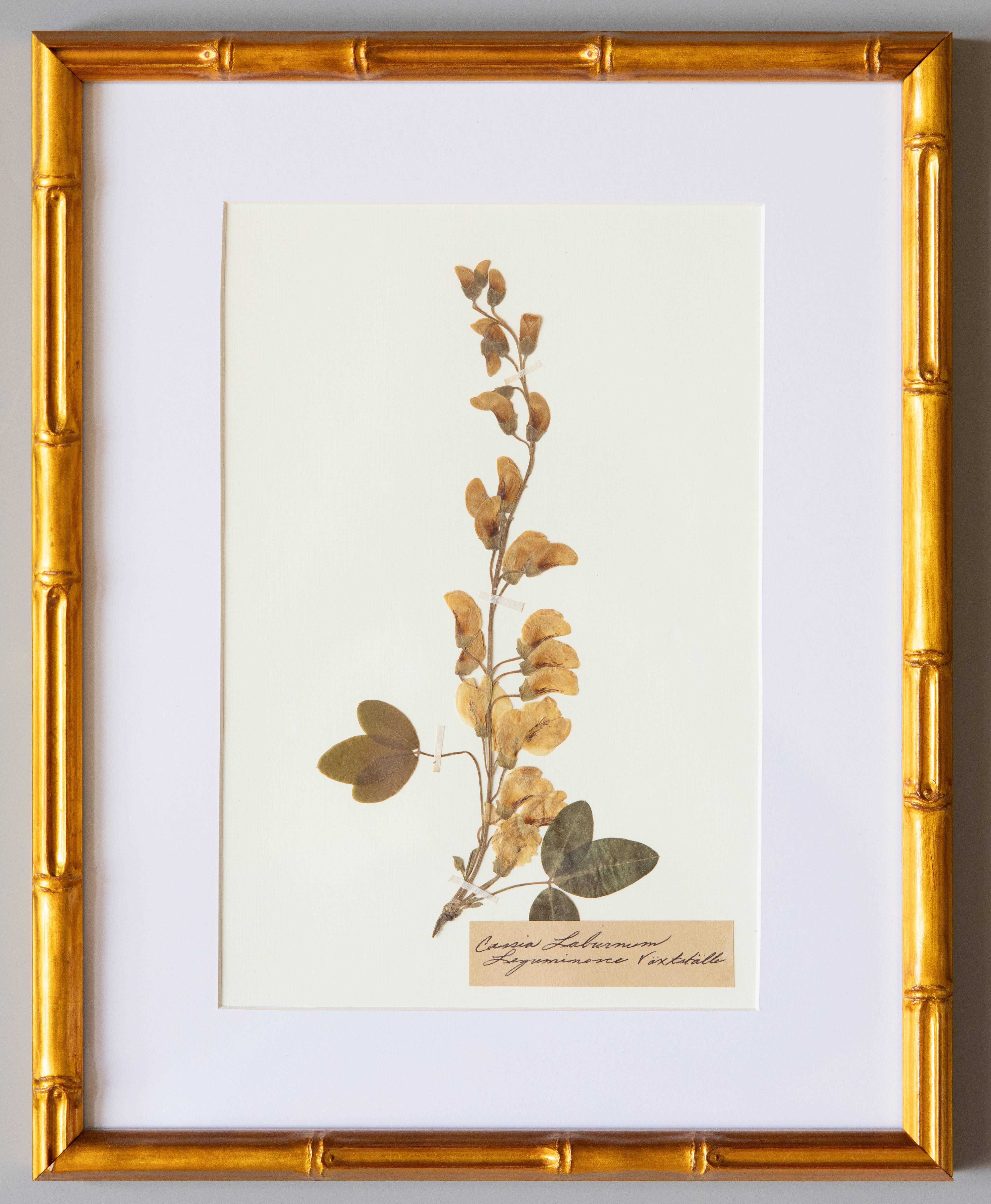 Country Esemplari botanici dell'antico erbario con cornice personalizzata in vendita
