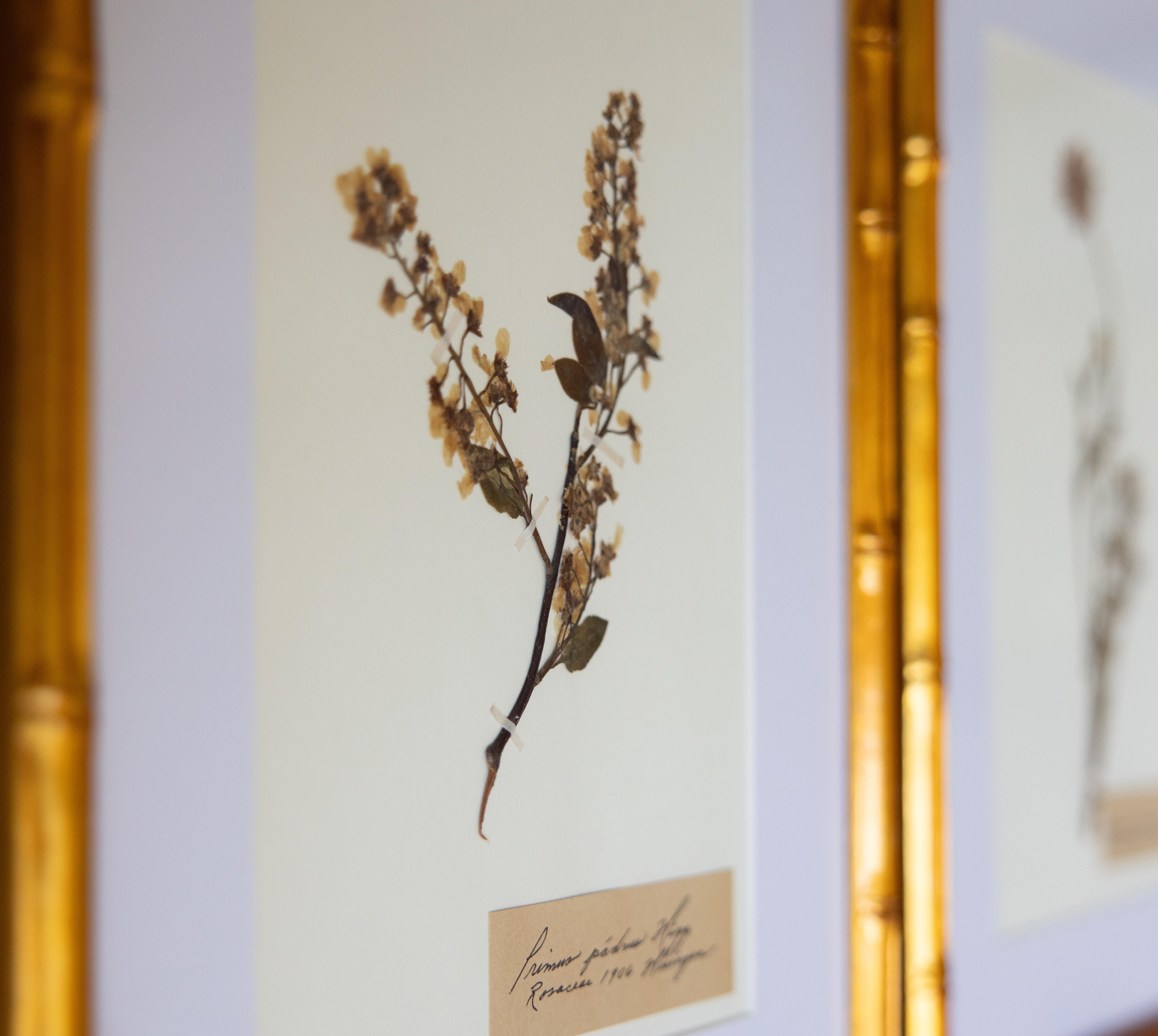 Country Esemplari botanici dell'antico erbario con cornice personalizzata in vendita