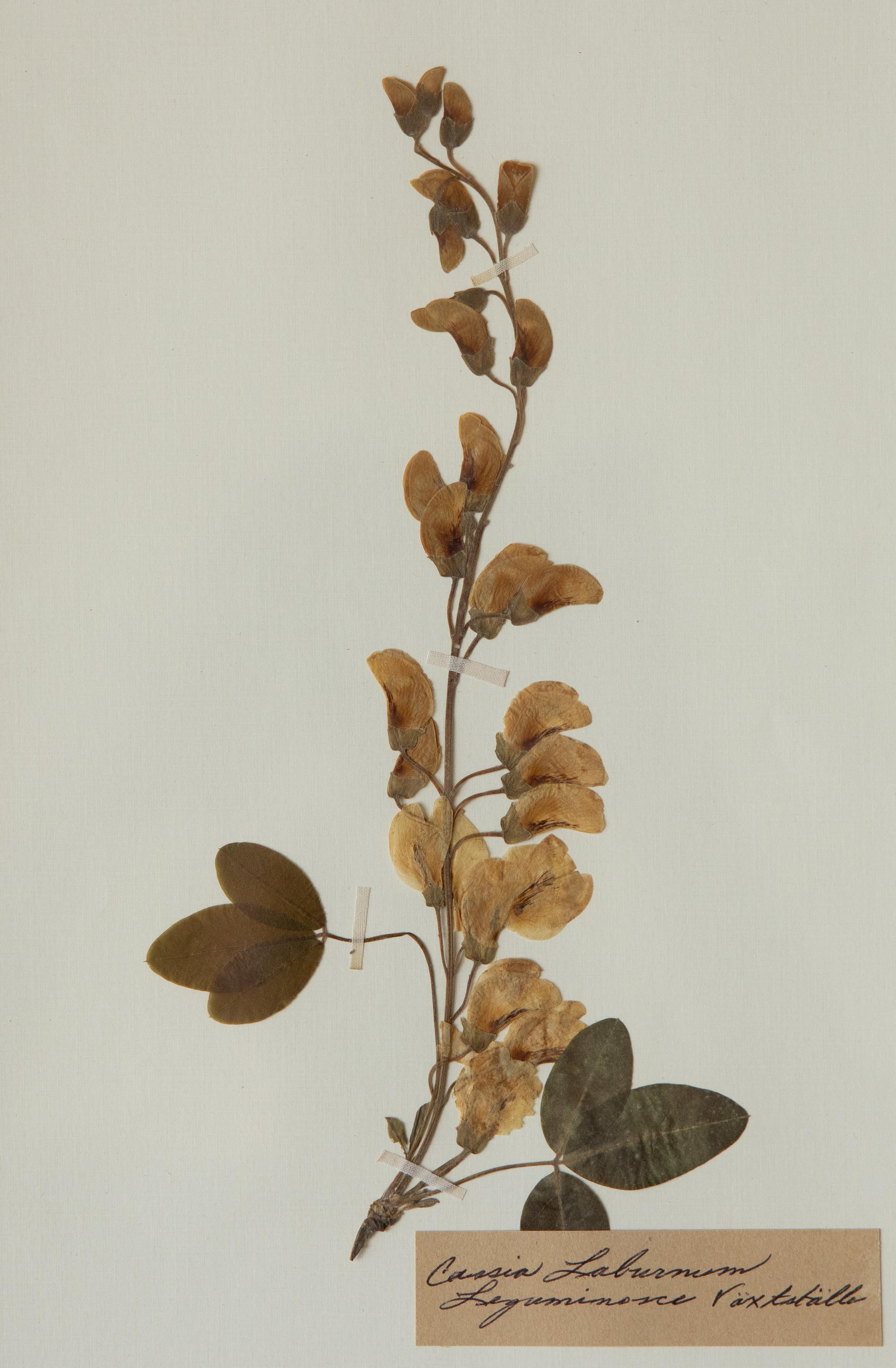 Svedese Esemplari botanici dell'antico erbario con cornice personalizzata in vendita