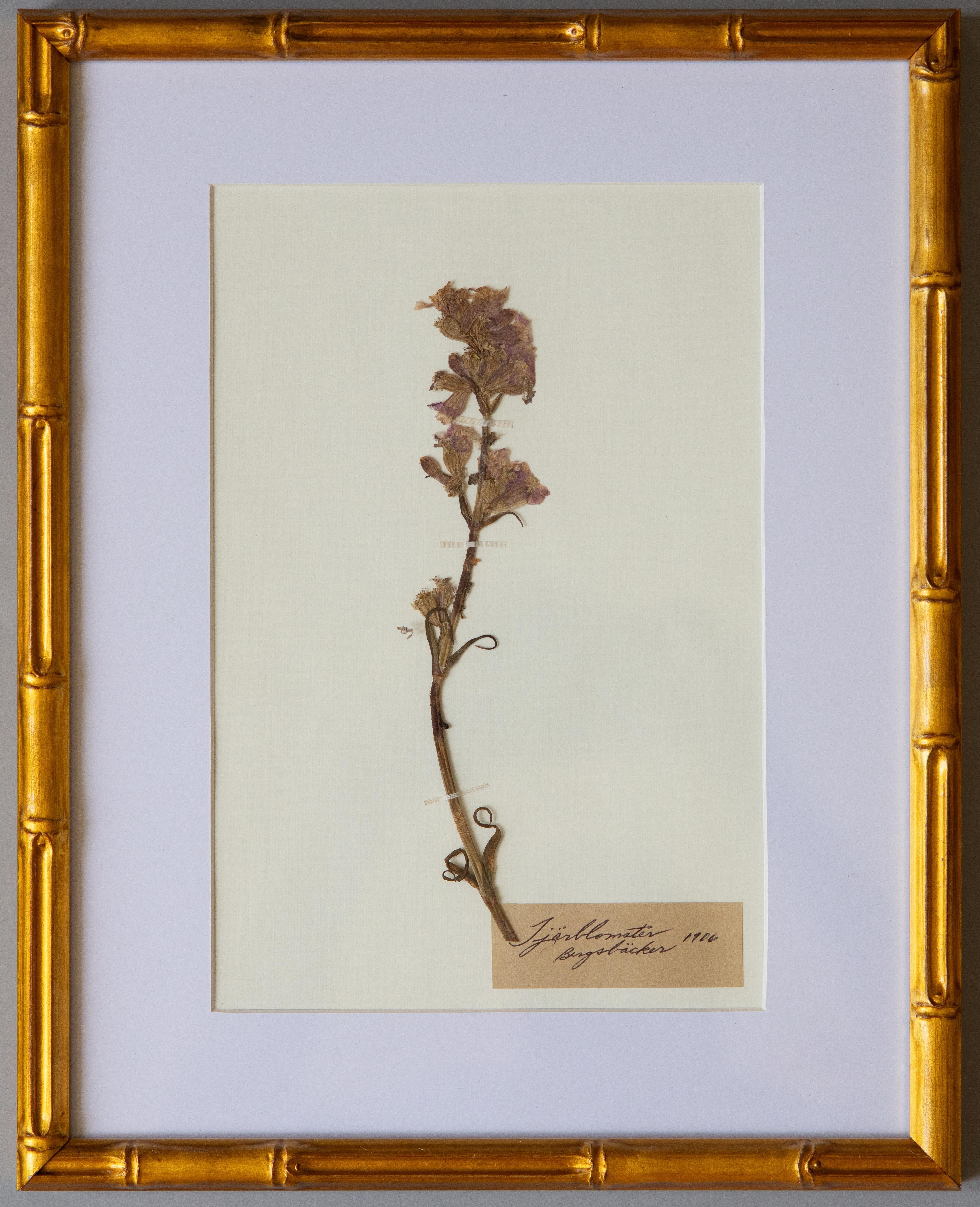 Svedese Esemplari botanici dell'antico erbario con cornice personalizzata in vendita