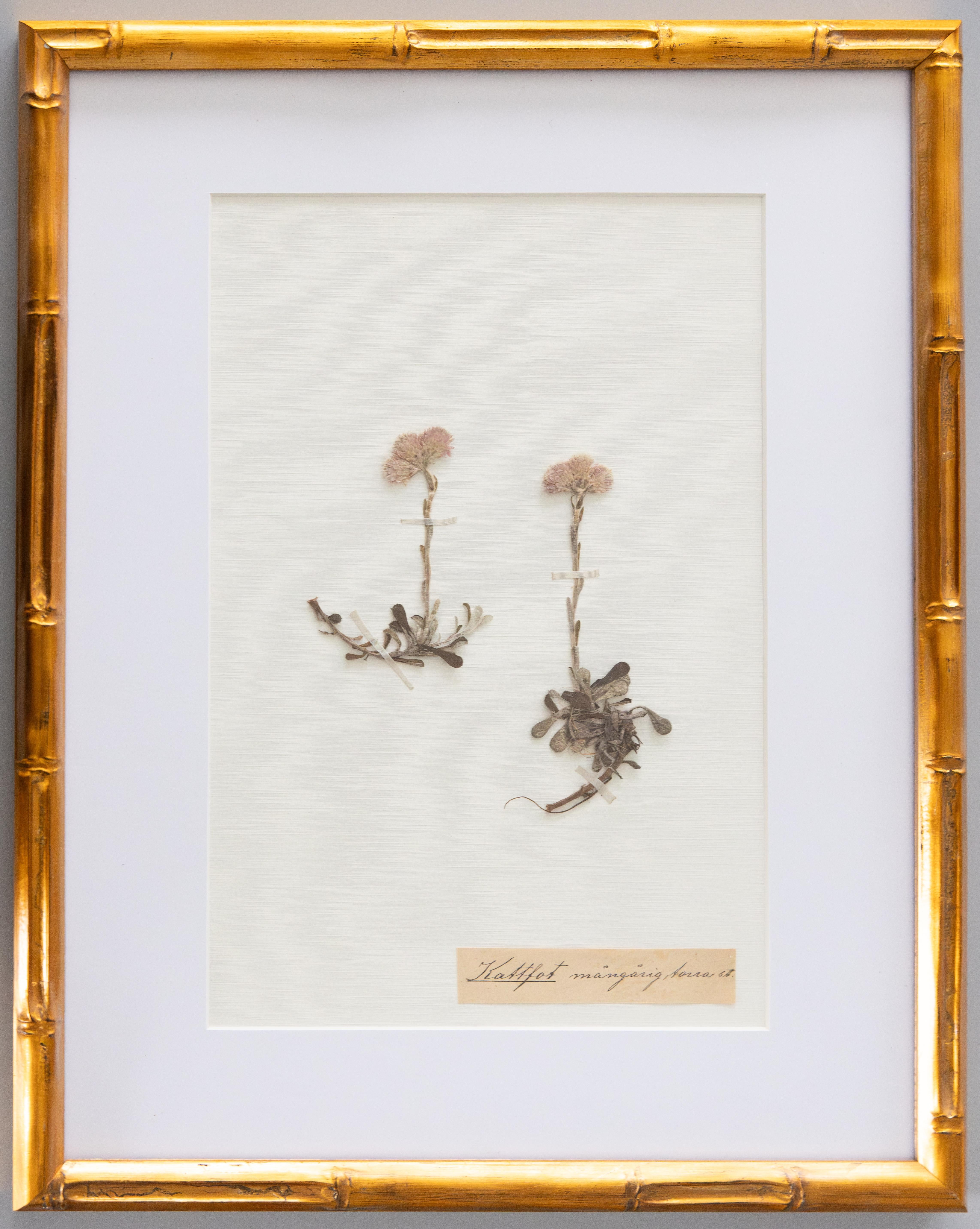 Set of 4 Custom Framed Antique Swedish Herbarium Botanical Specimens, circa 1890 In Good Condition For Sale In Pearland, TX