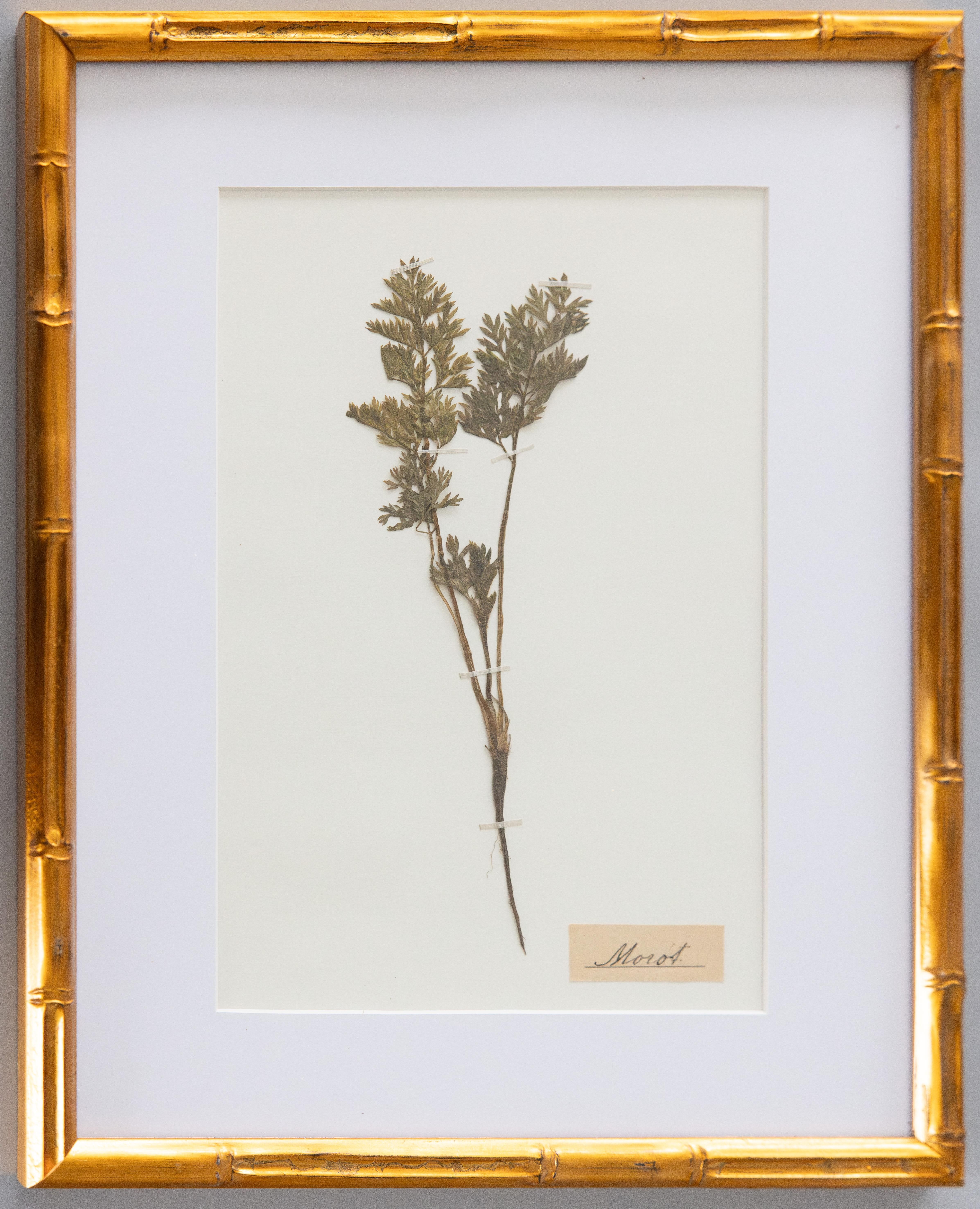 Set of 4 Custom Framed Antique Swedish Herbarium Botanical Specimens, circa 1890 In Good Condition For Sale In Pearland, TX