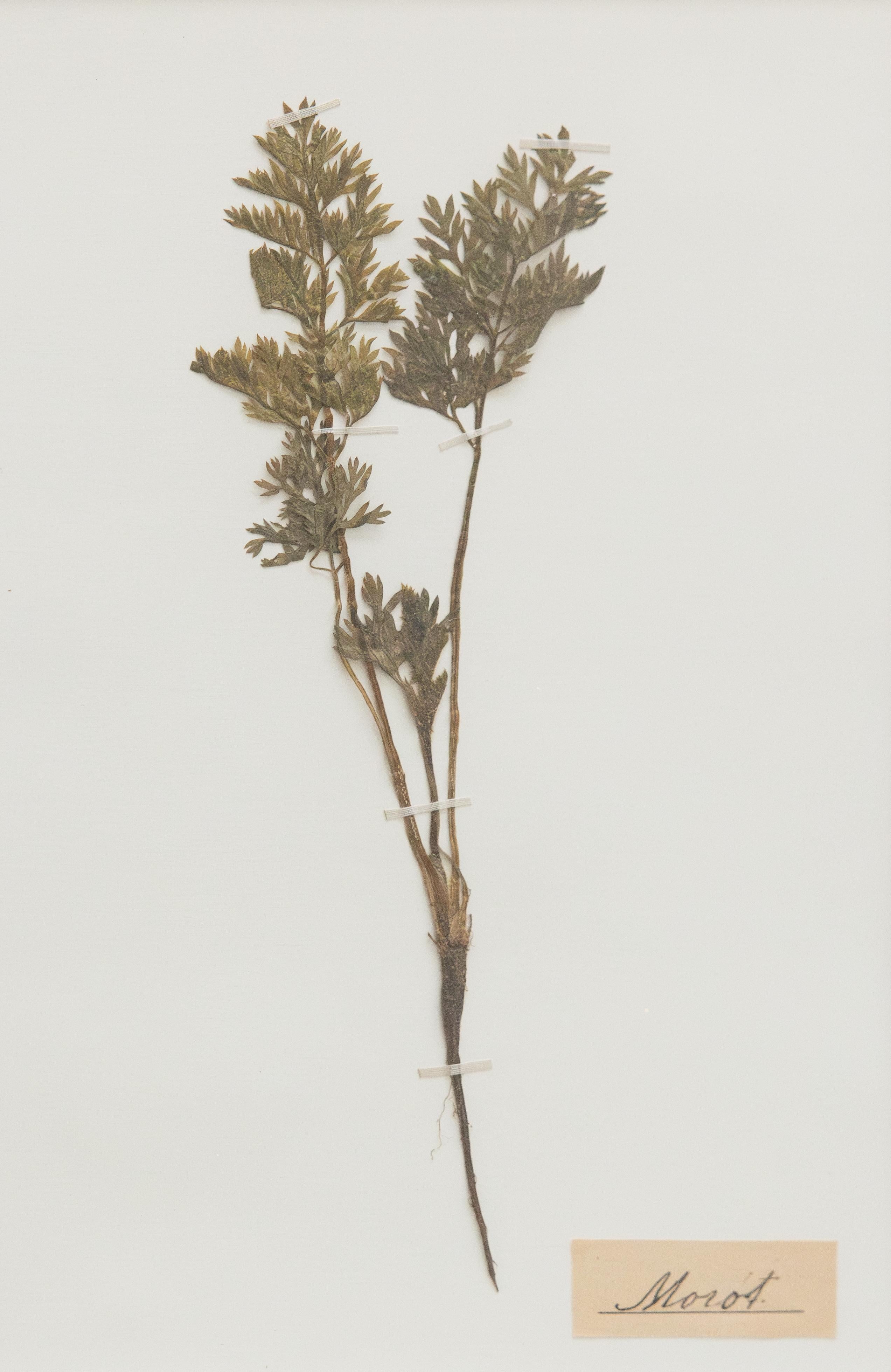 Satz von 4 individuell gerahmten antiken schwedischen Herbarium Botanical Proben, um 1890 im Zustand „Gut“ im Angebot in Pearland, TX