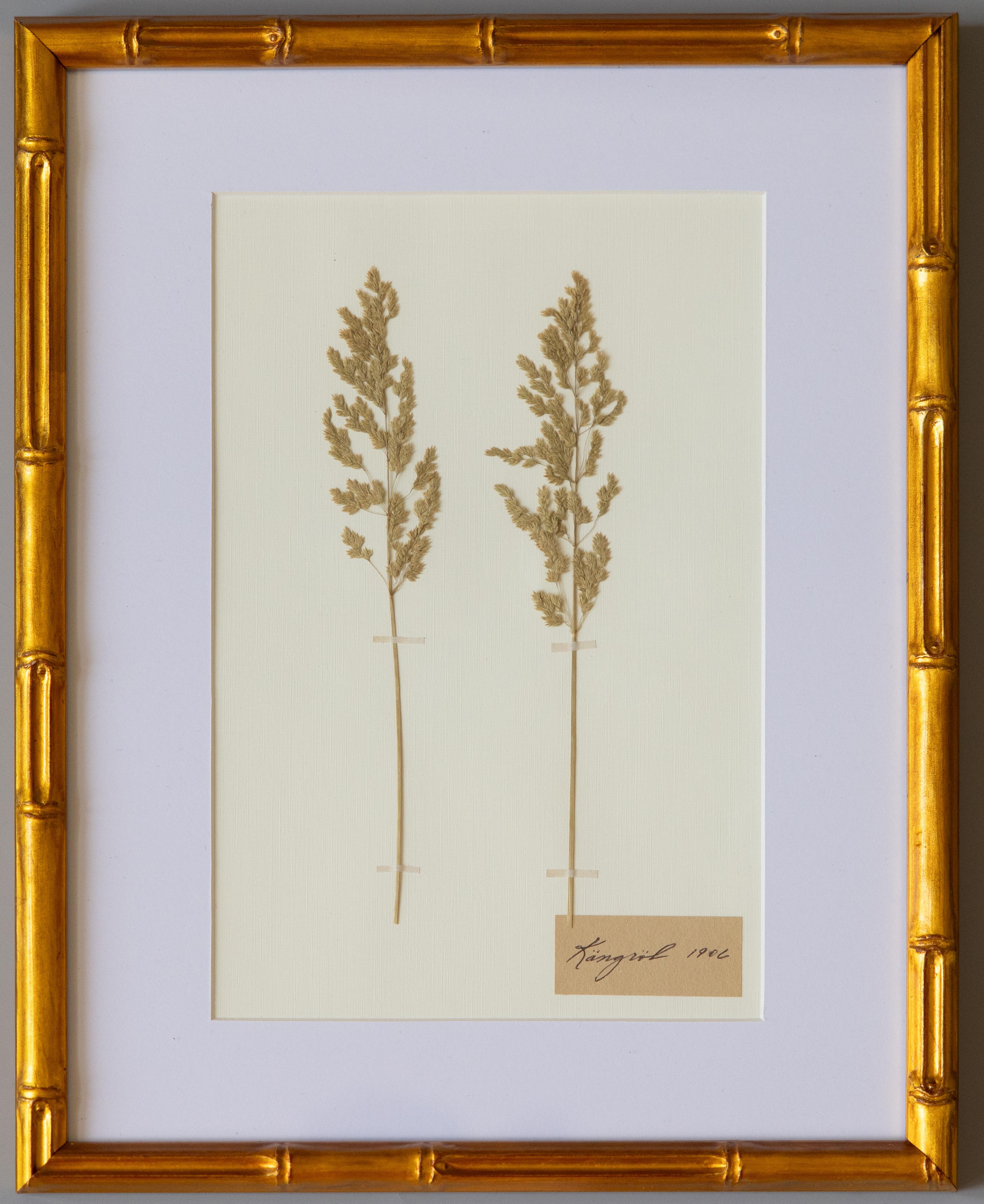 Esemplari botanici dell'antico erbario con cornice personalizzata In condizioni buone in vendita a Pearland, TX