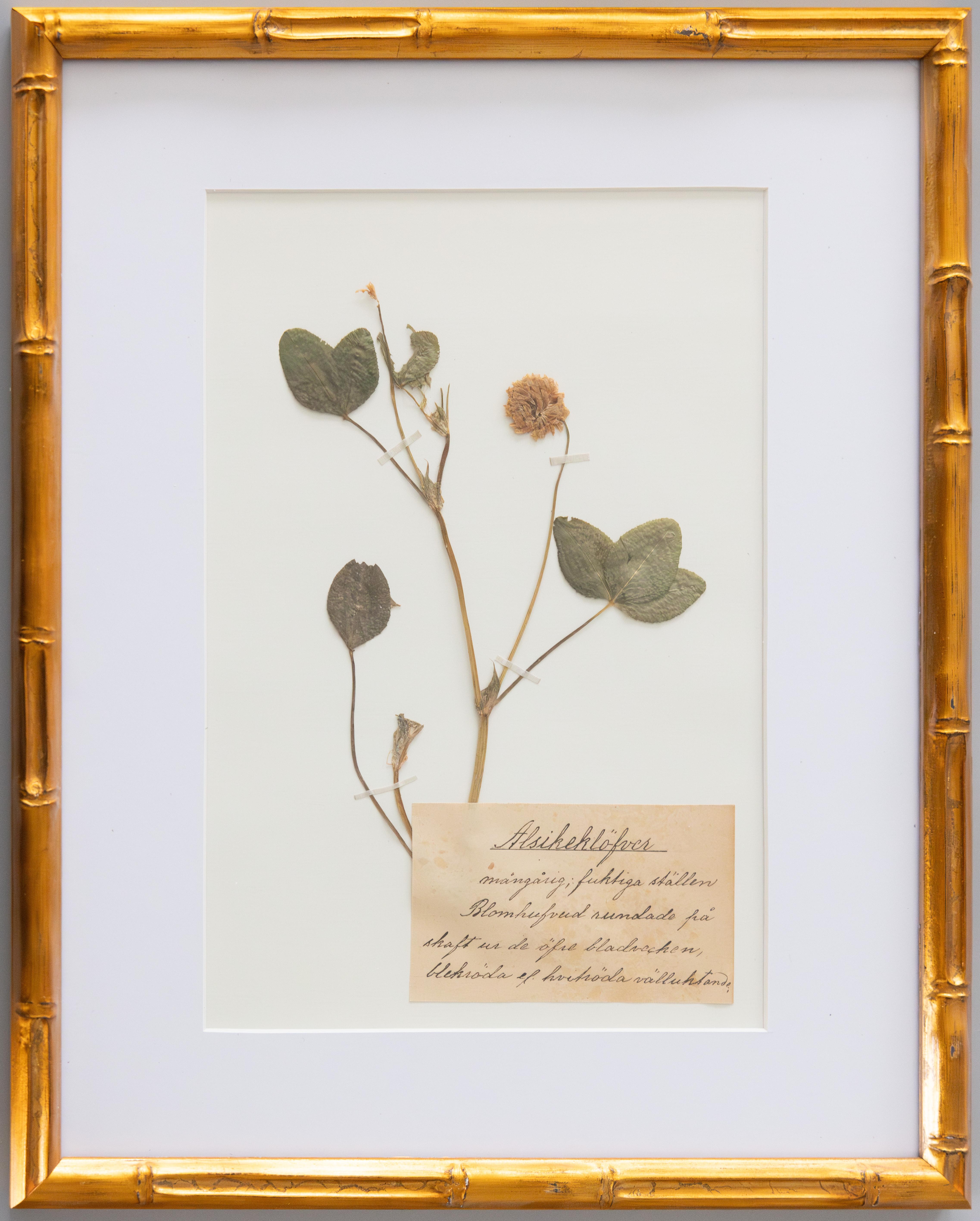 Satz von 4 individuell gerahmten antiken schwedischen Herbarium Botanical Proben, um 1890 (19. Jahrhundert) im Angebot