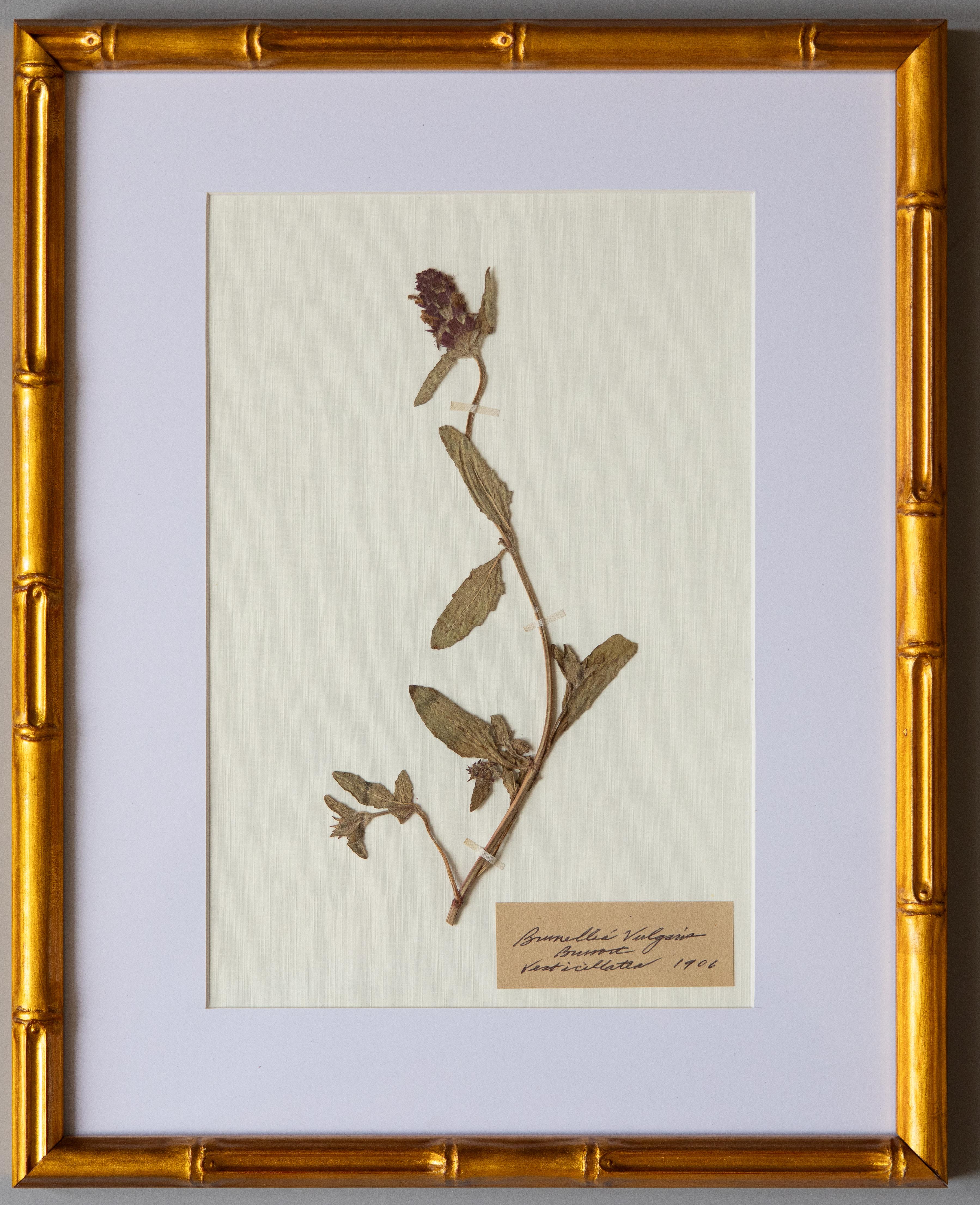 Inizio XX secolo Esemplari botanici dell'antico erbario con cornice personalizzata in vendita
