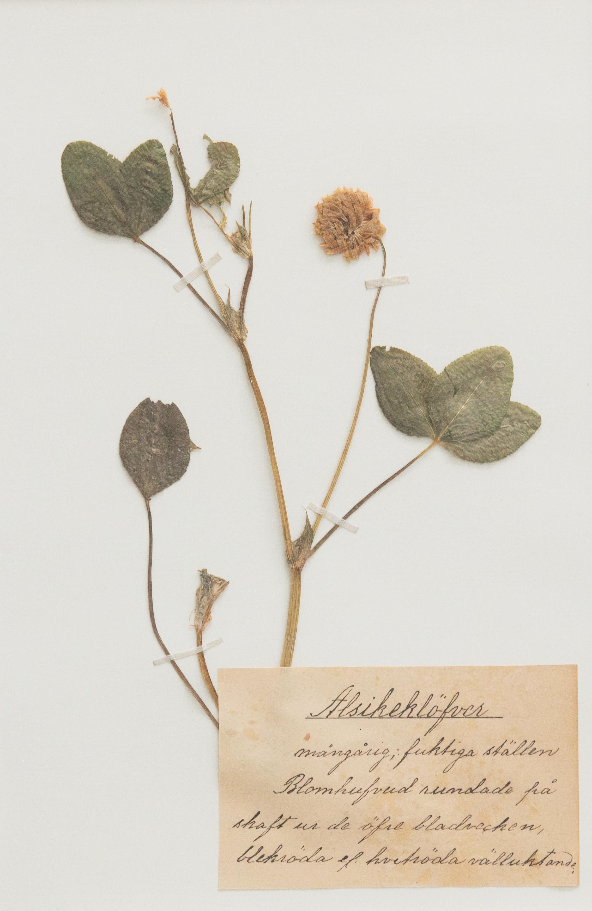Set of 4 Custom Framed Antique Swedish Herbarium Botanical Specimens, circa 1890 For Sale 1