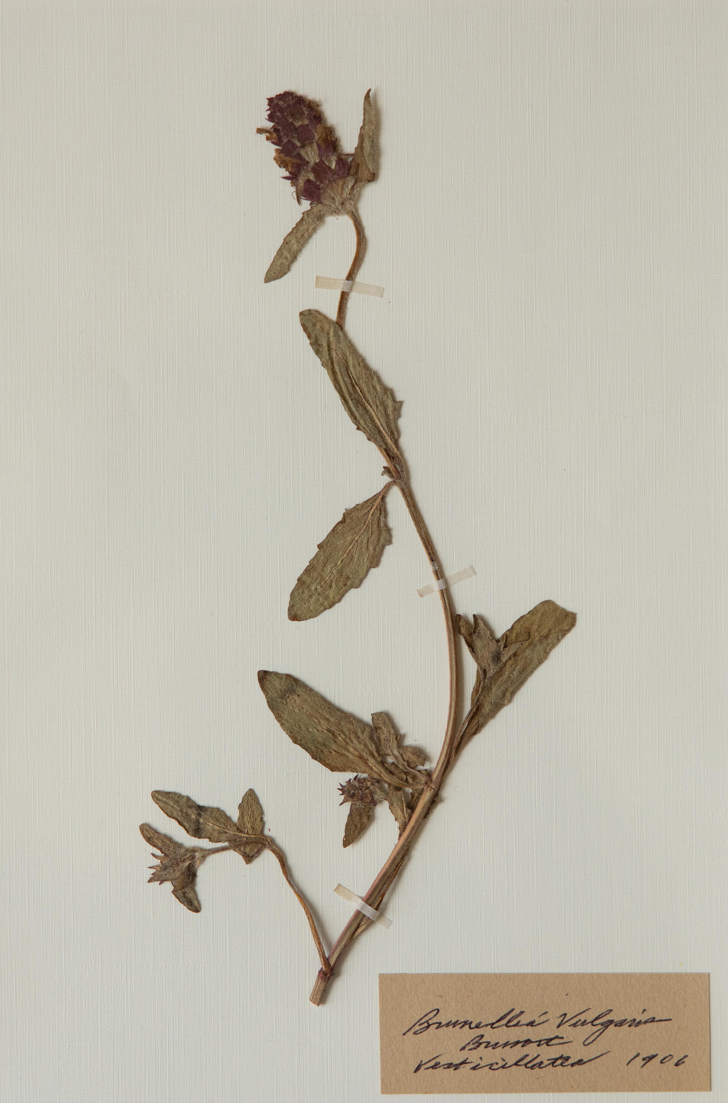 Lino Esemplari botanici dell'antico erbario con cornice personalizzata in vendita