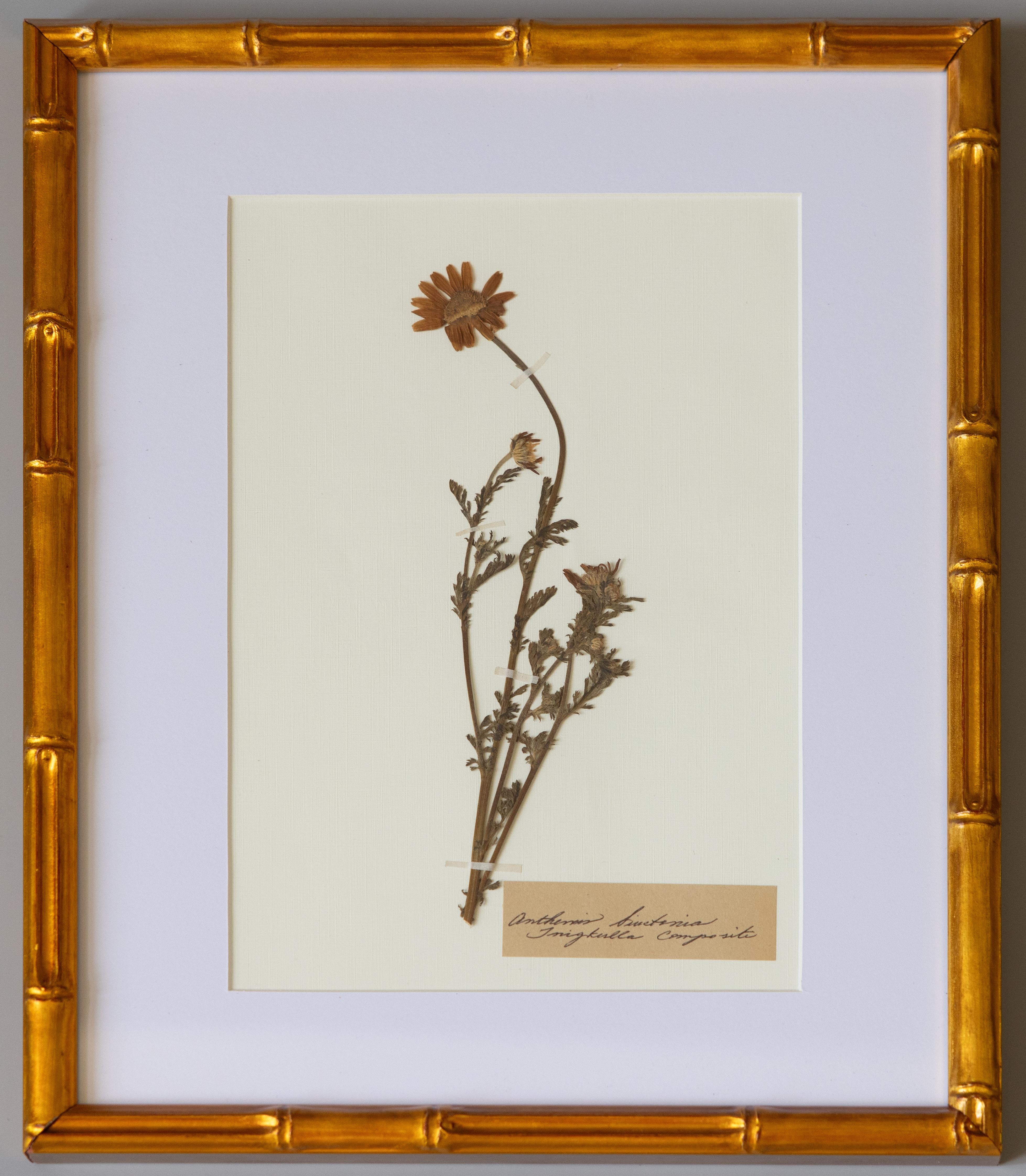 Lino Esemplari botanici dell'antico erbario con cornice personalizzata in vendita
