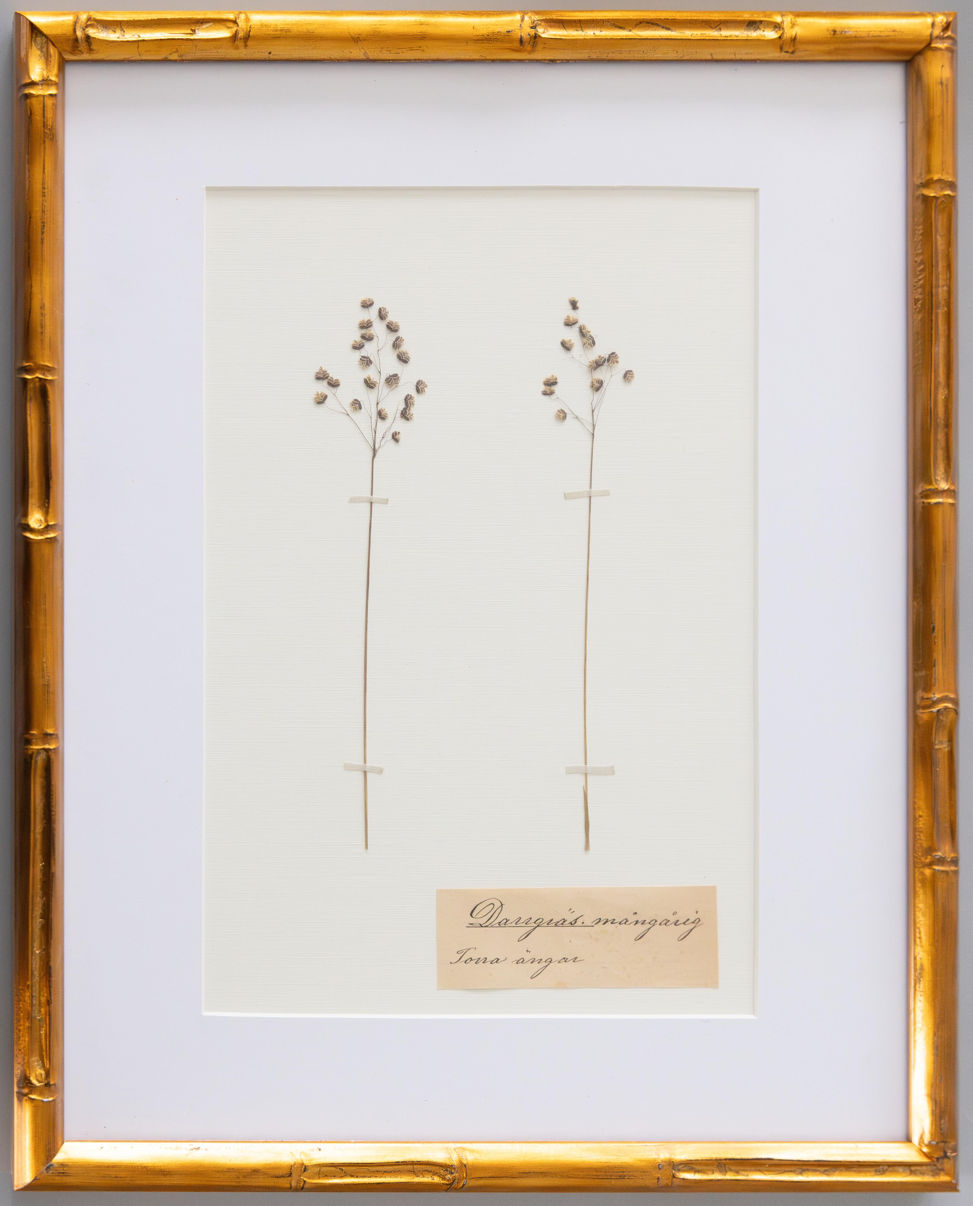 XIX secolo Set di 4 esemplari botanici dell'antico erbario svedese incorniciati su misura, circa 1890