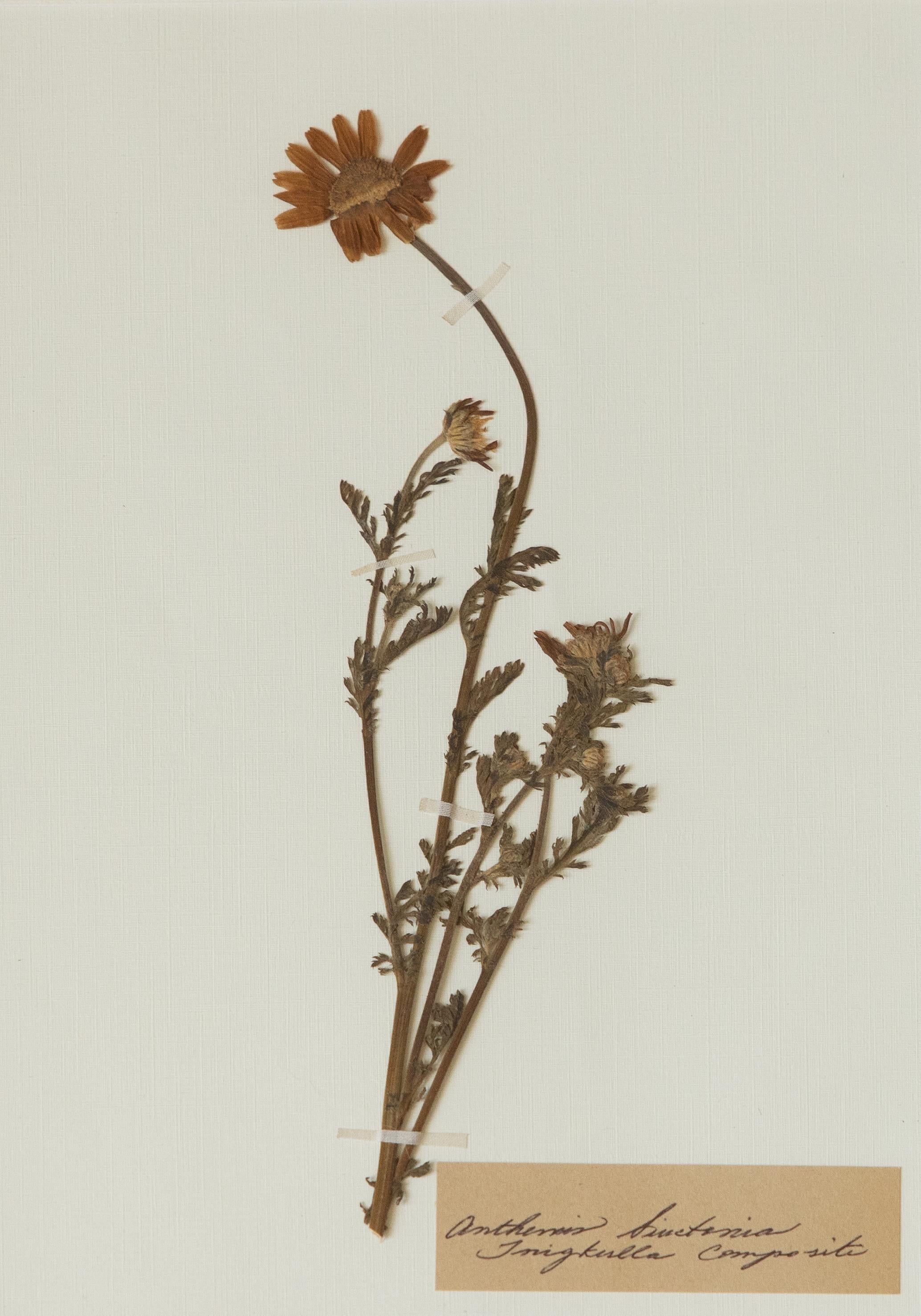 Esemplari botanici dell'antico erbario con cornice personalizzata in vendita 1
