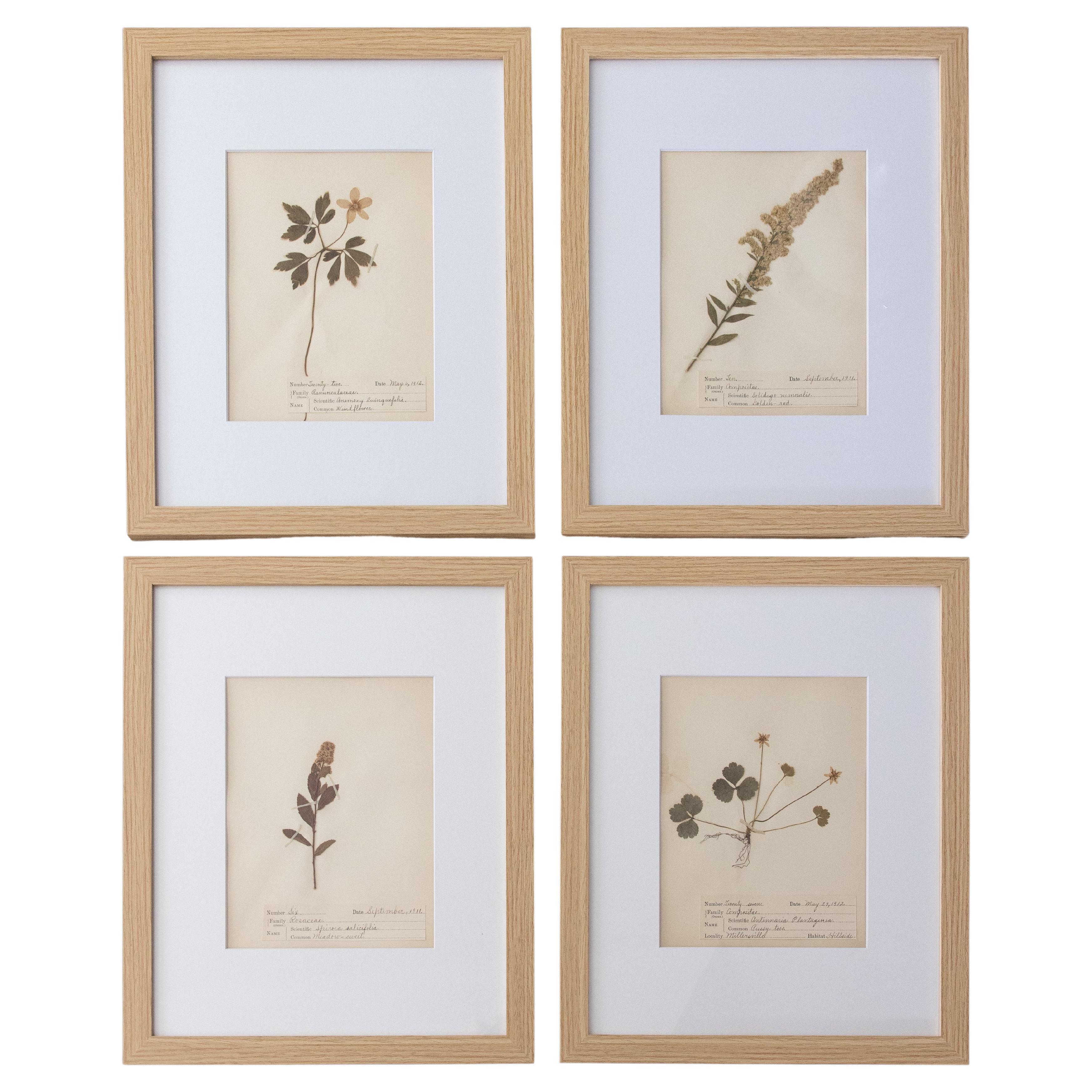 Set of 4 Custom Framed Antique Herbarium Botanical Specimens, 19111912